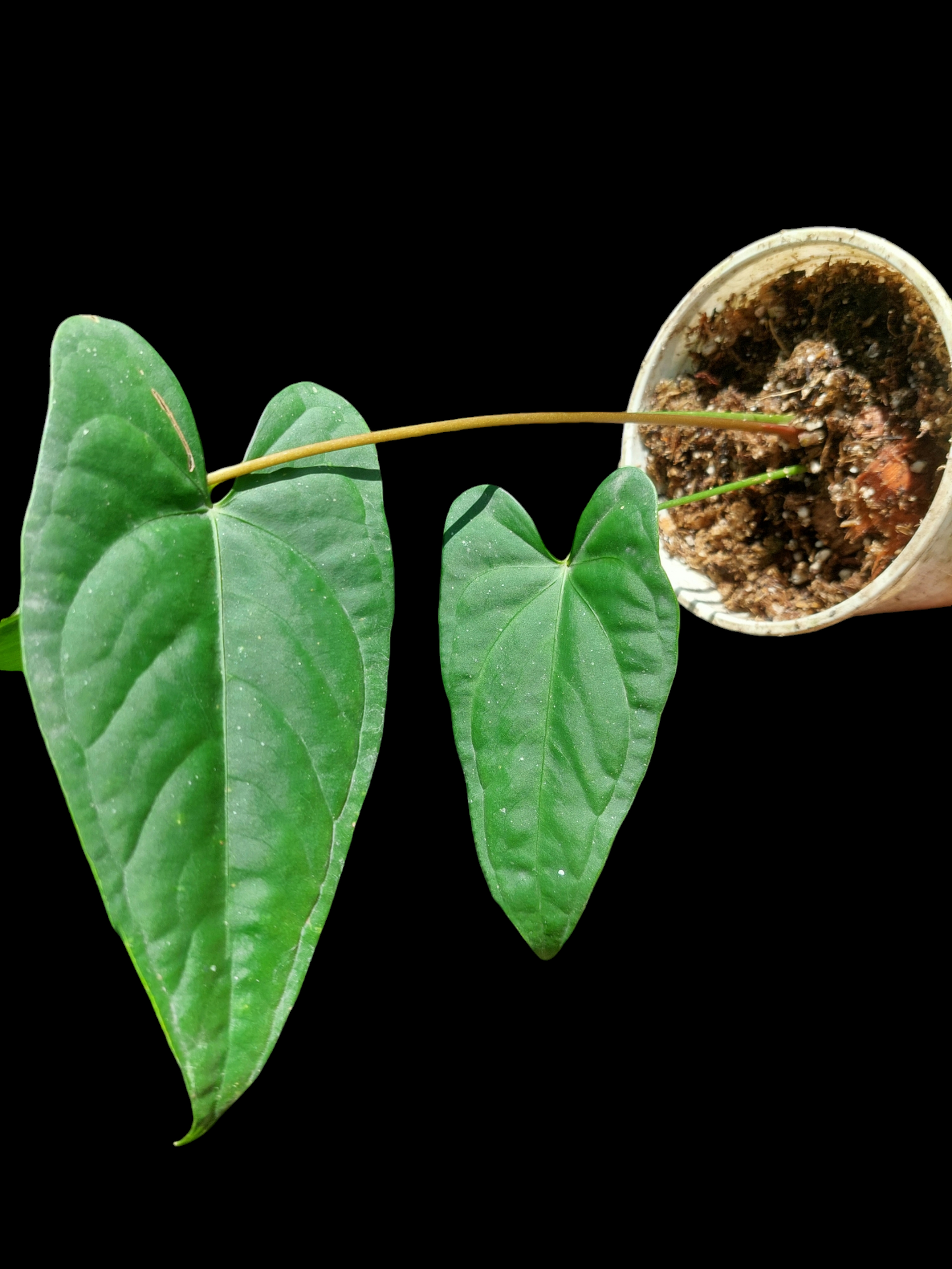 Anthurium sp. "Tarapoto Velvet" 3 Leaves (EXACT PLANT)