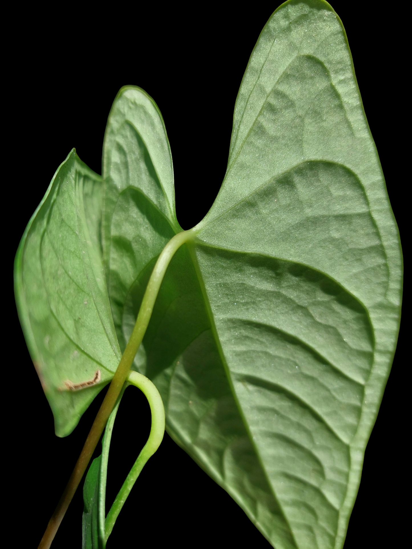 Anthurium sp. "Tarapoto Velvet" 3 Leaves (EXACT PLANT)