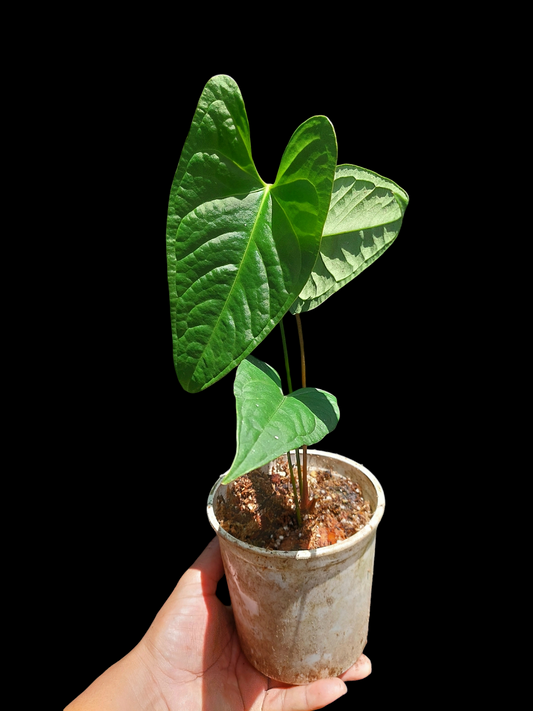 Anthurium sp. "Tarapoto Velvet" 3 Leaves (EXACT PLANT)