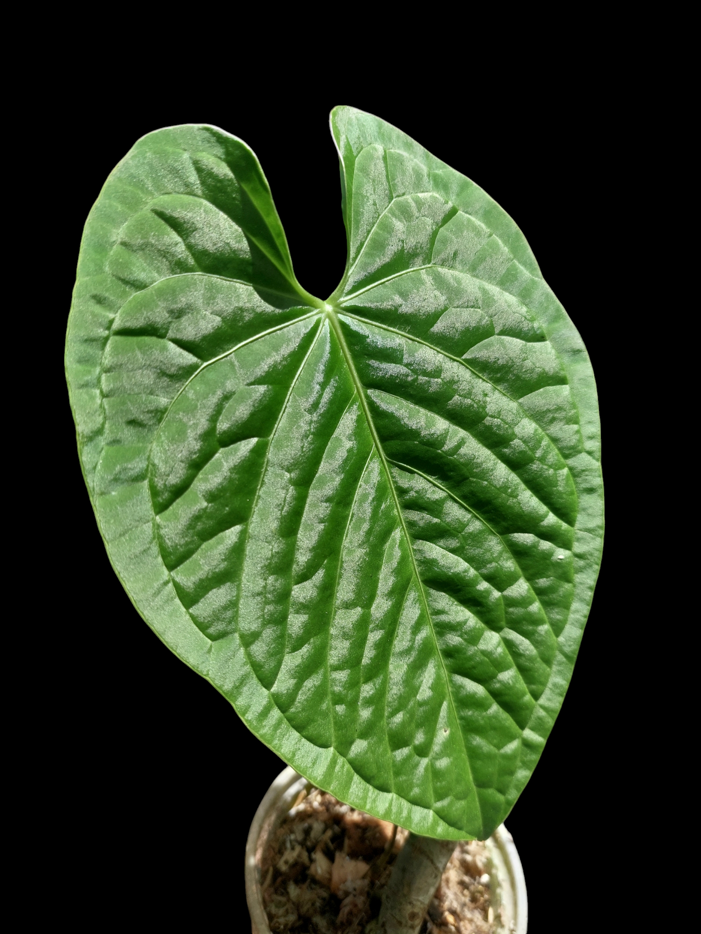 Anthurium sp. 'HuanuCense Velvet' Wild Ecotype LARGE PLANT (EXACT PLANT)