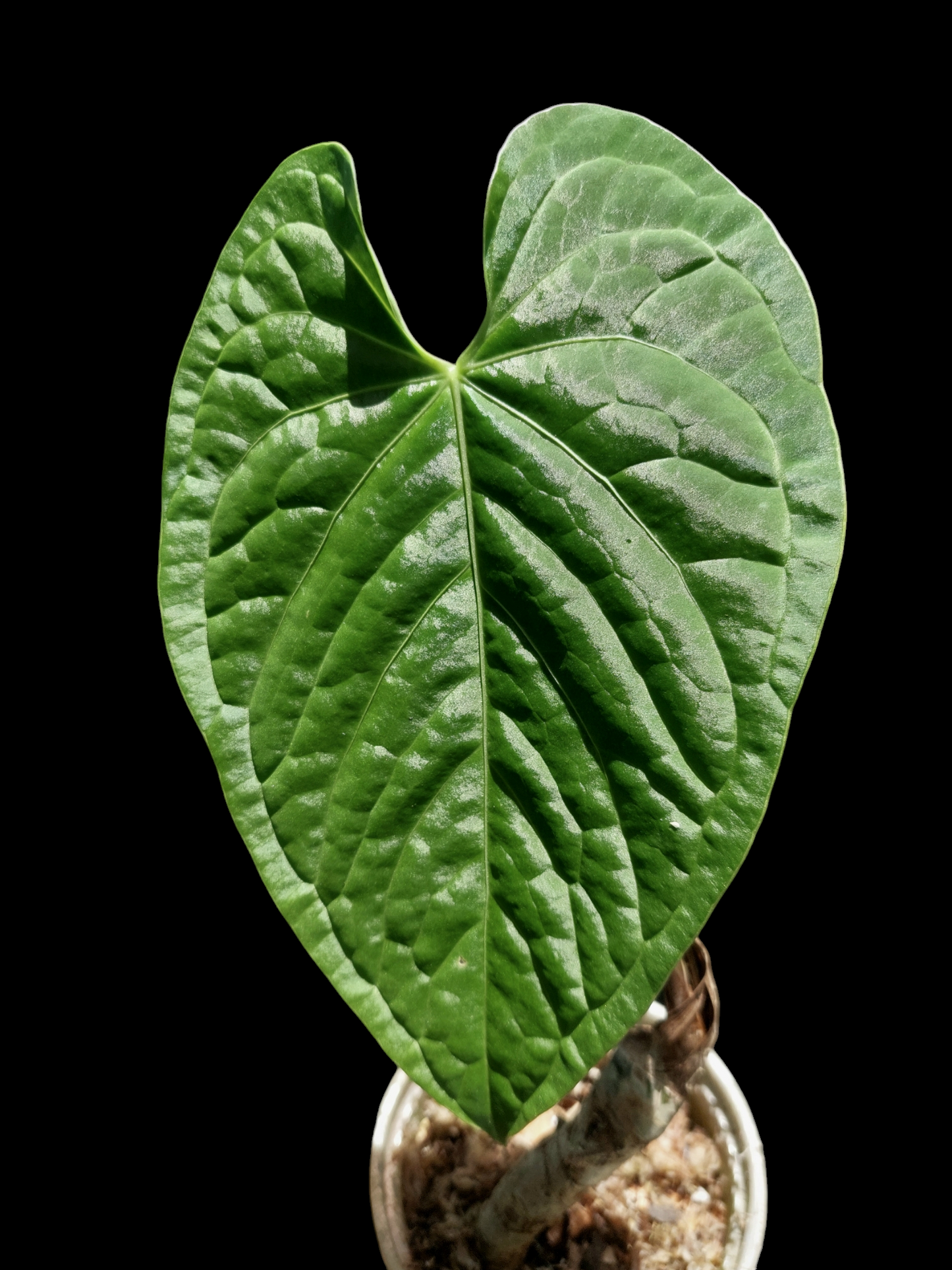 Anthurium sp. 'HuanuCense Velvet' Wild Ecotype LARGE PLANT (EXACT PLANT)