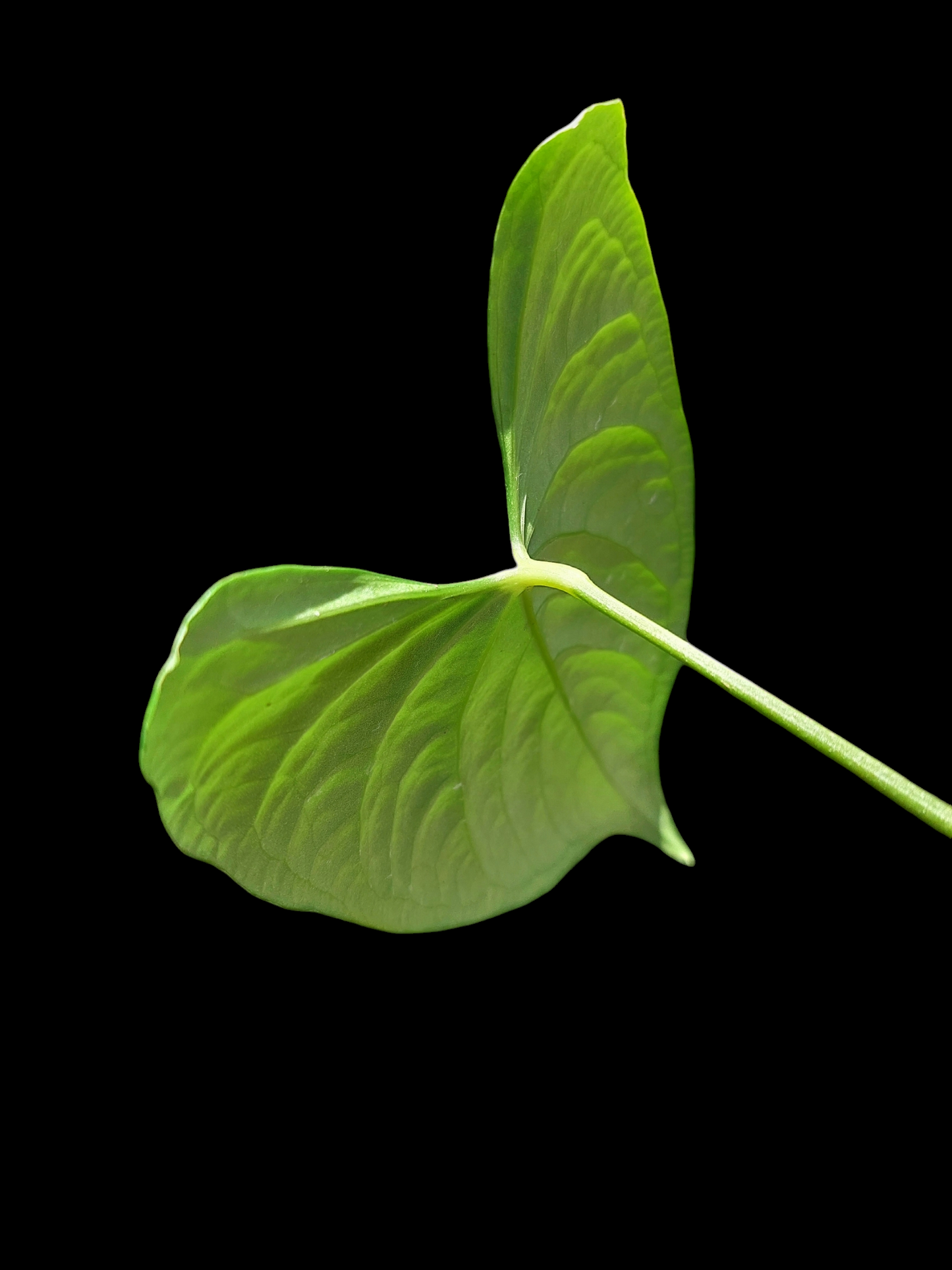 Anthurium sp. "Tarapoto Velvet" Wild Ecotype (EXACT PLANT)