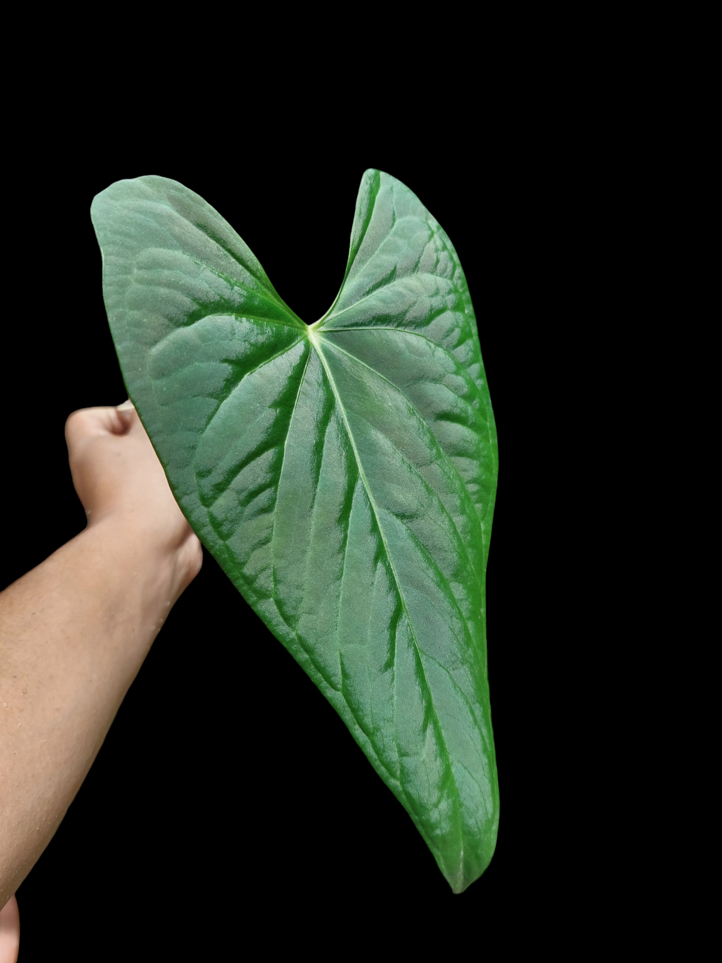 Anthurium sp. "Tarapoto Velvet" Wild Ecotype (EXACT PLANT)