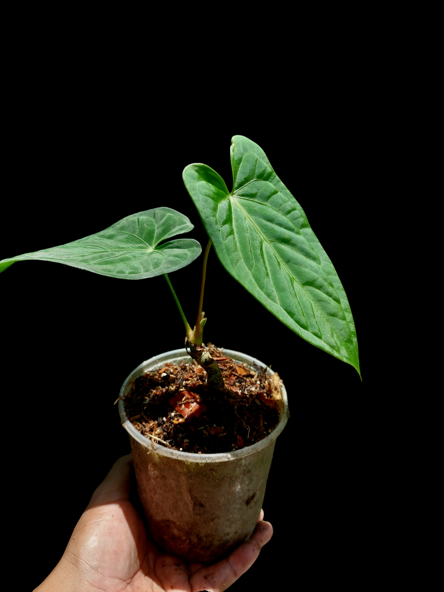 Anthurium sp. "Tarapoto Velvet" Wild Ecotype 2 Leaves (EXACT PLANT)