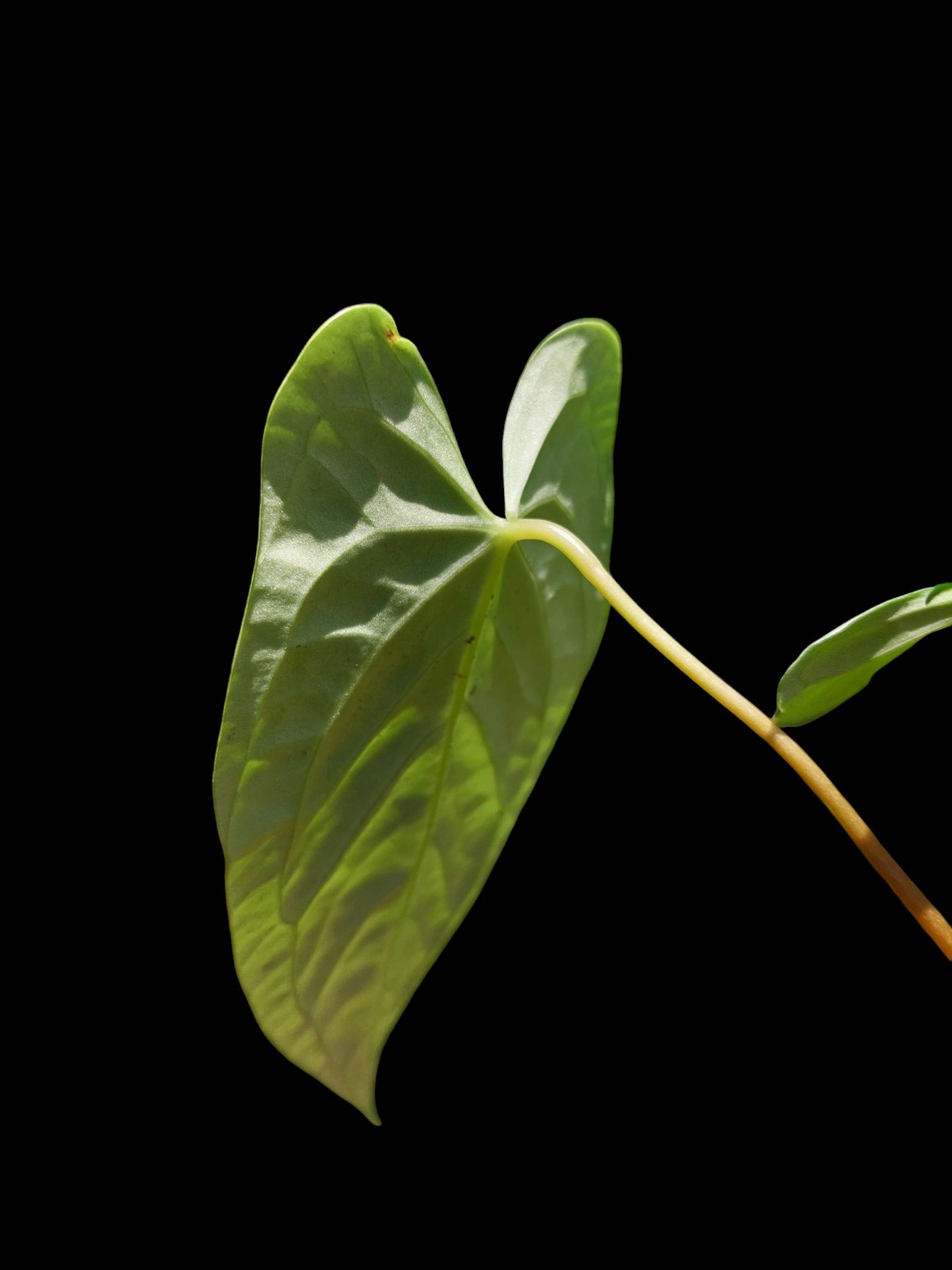 Anthurium sp. "Tarapoto Velvet" Wild Ecotype 2 Leaves (EXACT PLANT)