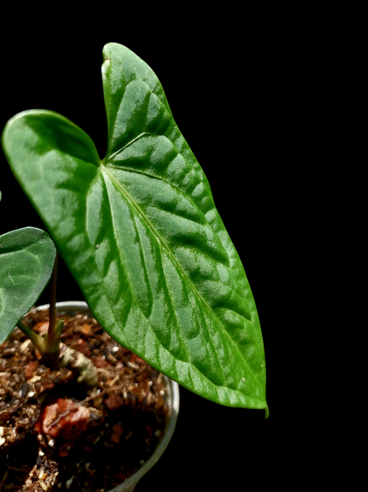 Anthurium sp. "Tarapoto Velvet" Wild Ecotype 2 Leaves (EXACT PLANT)