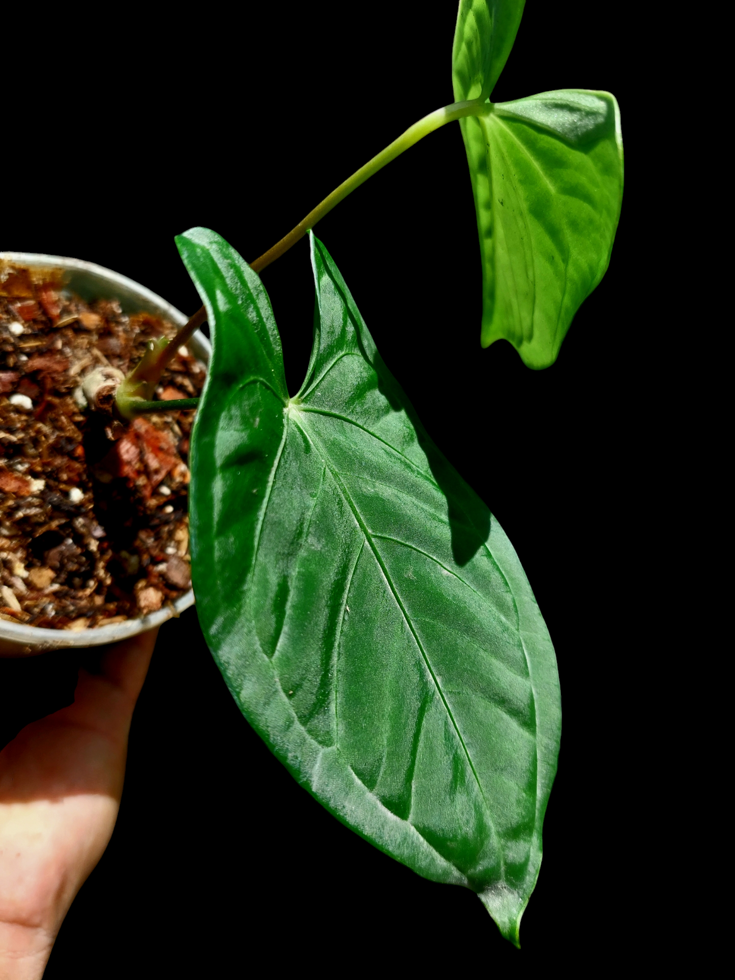 Anthurium sp. "Tarapoto Velvet" Wild Ecotype 2 Leaves (EXACT PLANT)