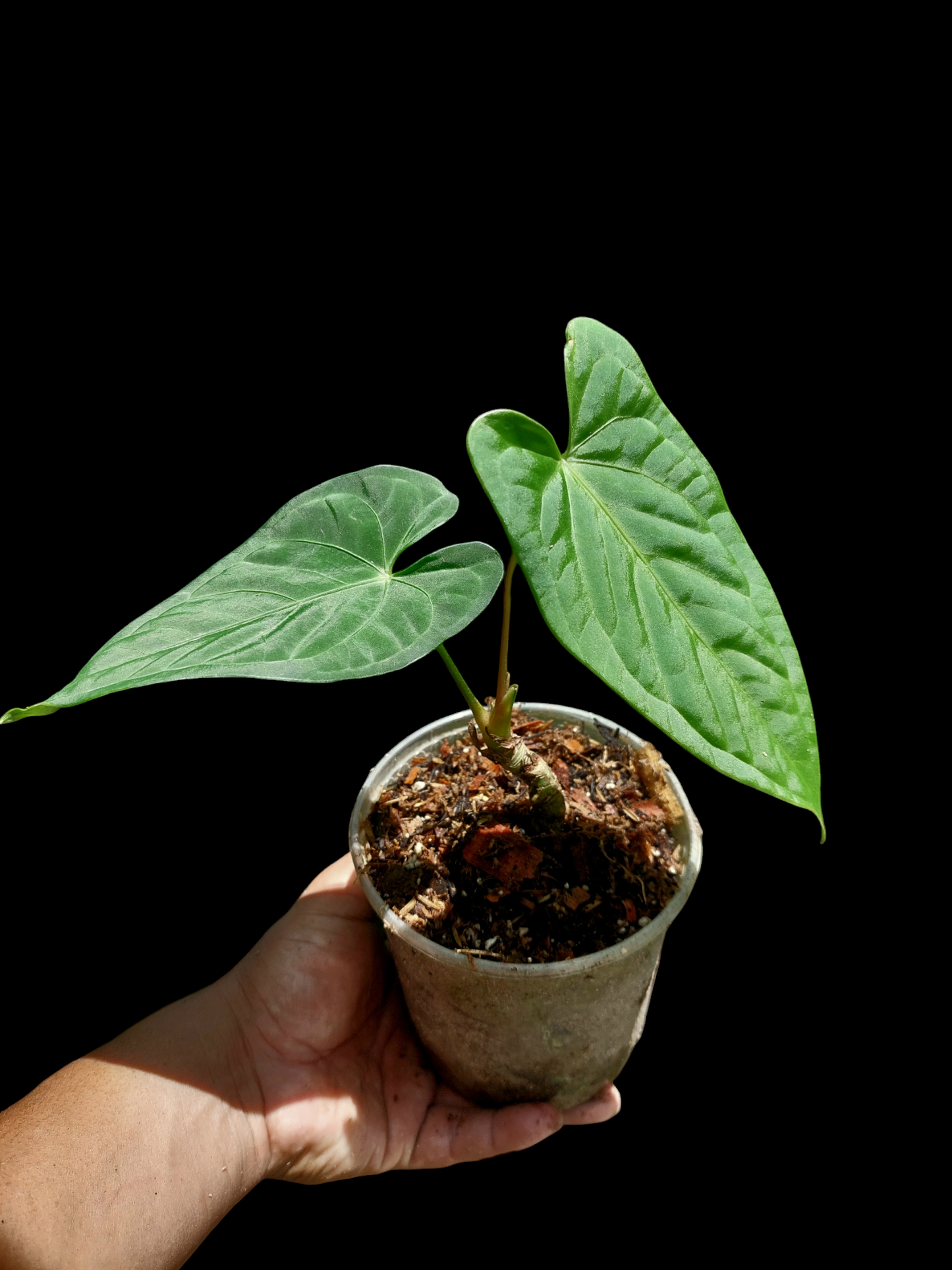 Anthurium sp. "Tarapoto Velvet" Wild Ecotype 2 Leaves (EXACT PLANT)