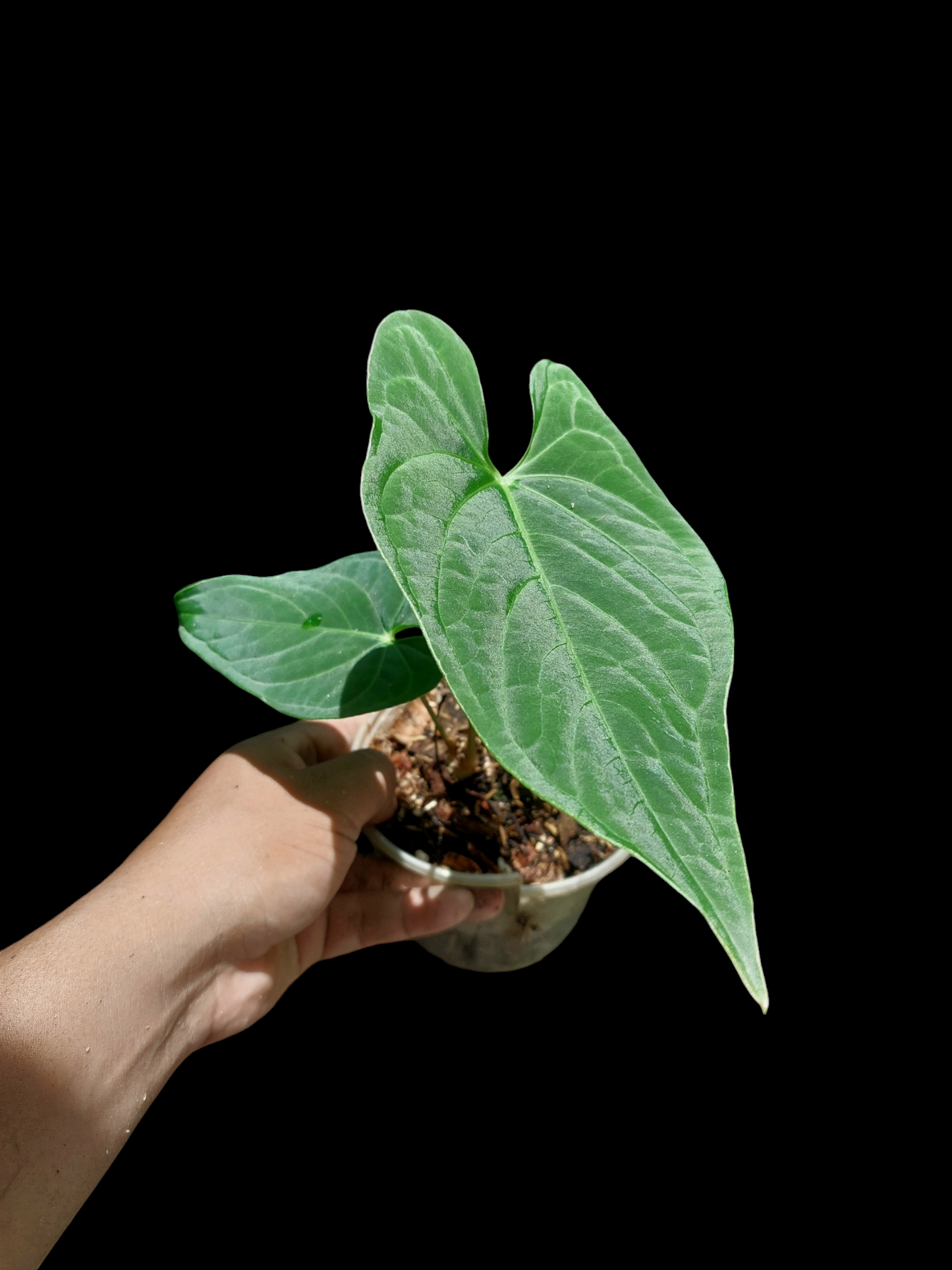 Anthurium sp. "Tarapoto Velvet" Wild Ecotype 2 Leaves (EXACT PLANT)