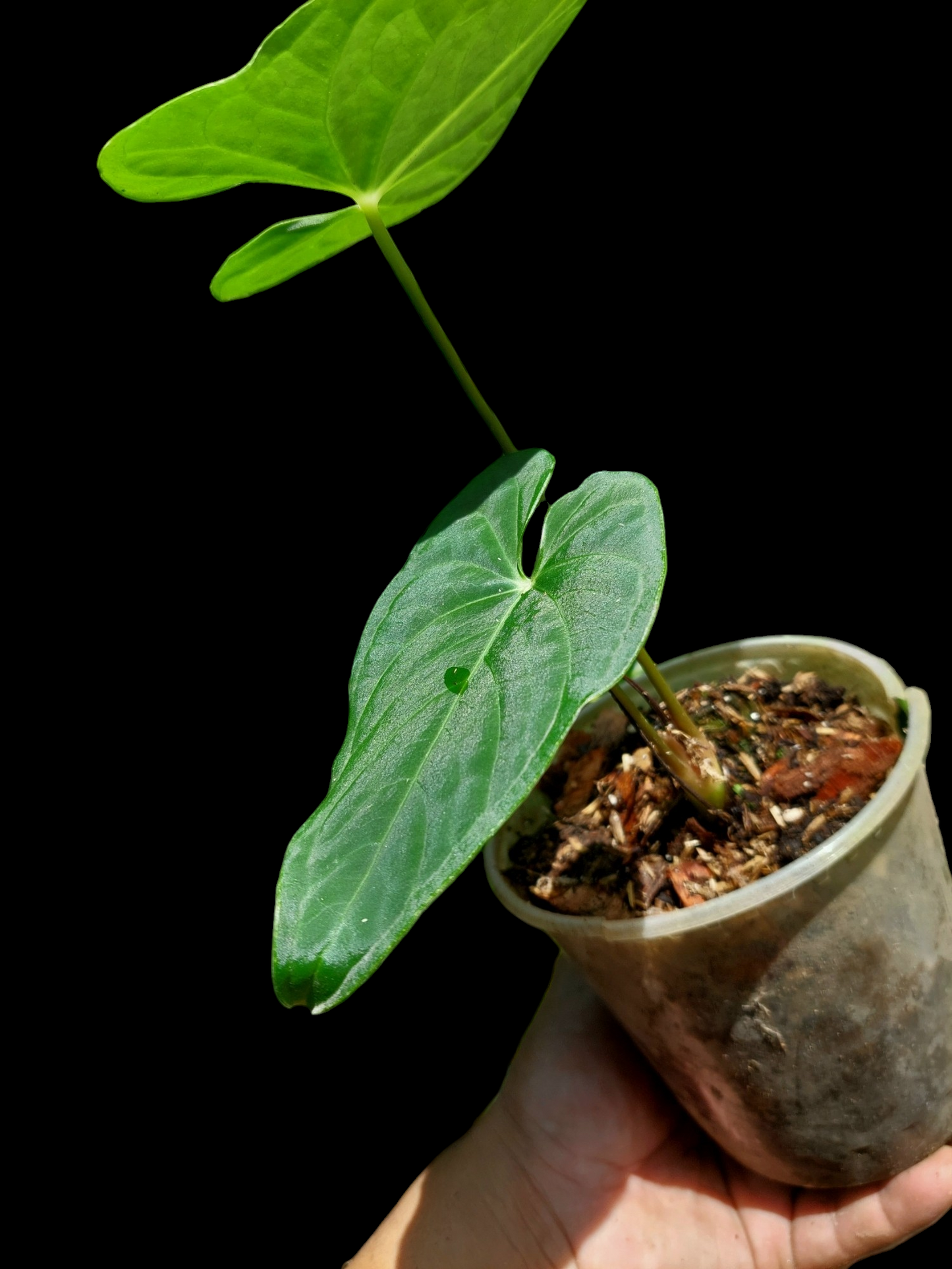 Anthurium sp. "Tarapoto Velvet" Wild Ecotype 2 Leaves (EXACT PLANT)