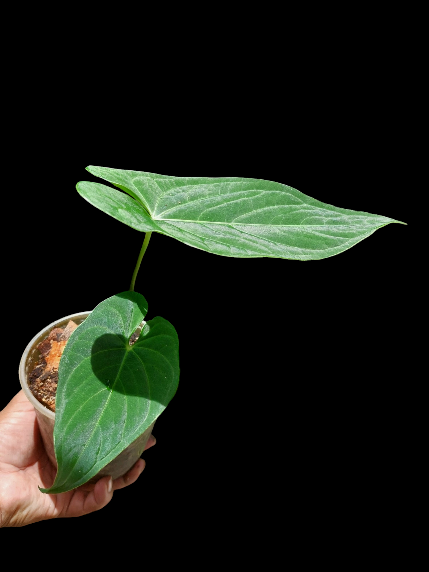 Anthurium sp. "Tarapoto Velvet" Wild Ecotype 2 Leaves (EXACT PLANT)