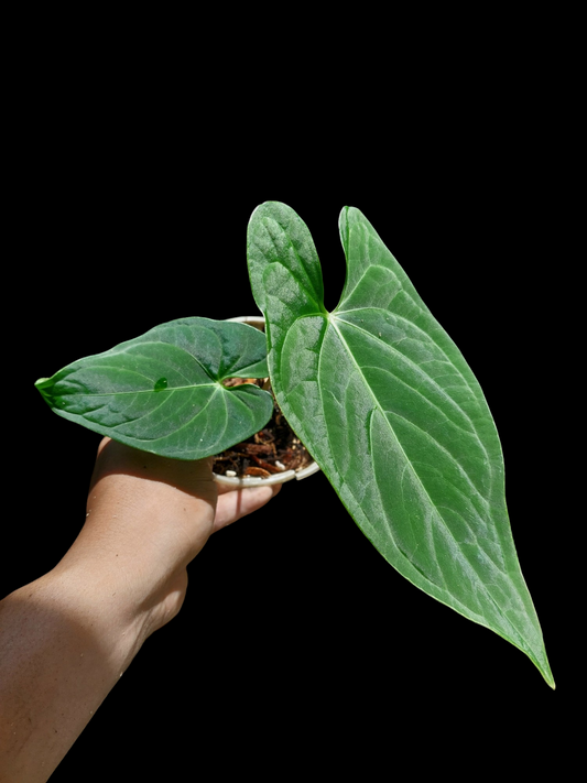 Anthurium sp. "Tarapoto Velvet" Wild Ecotype 2 Leaves (EXACT PLANT)