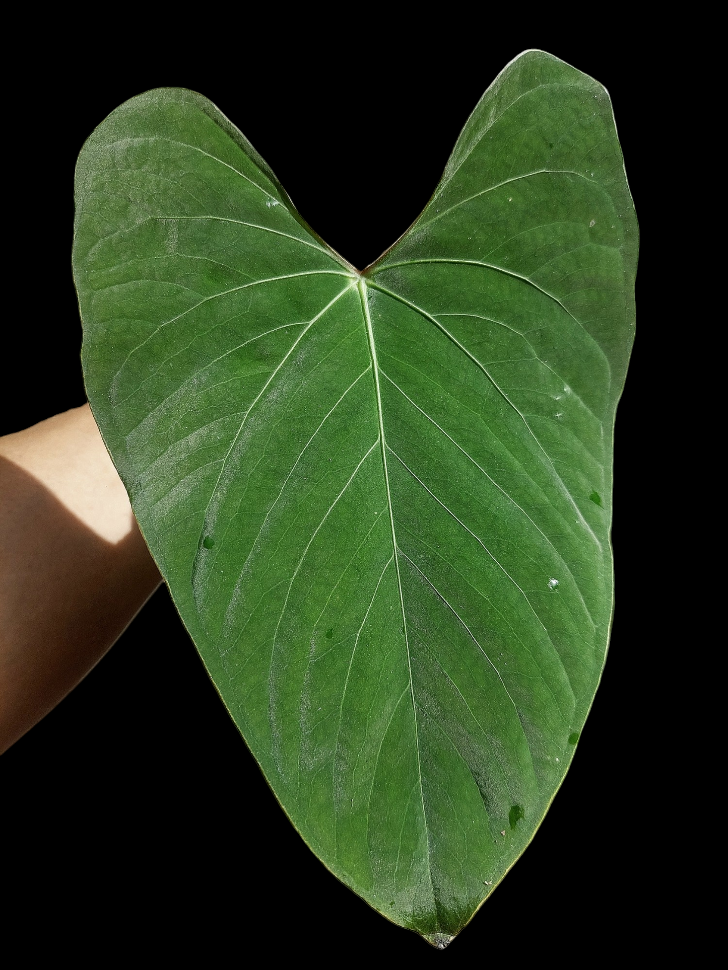 Anthurium sp. 'Huanuco Velvet' Wild Ecotype (EXACT PLANT)