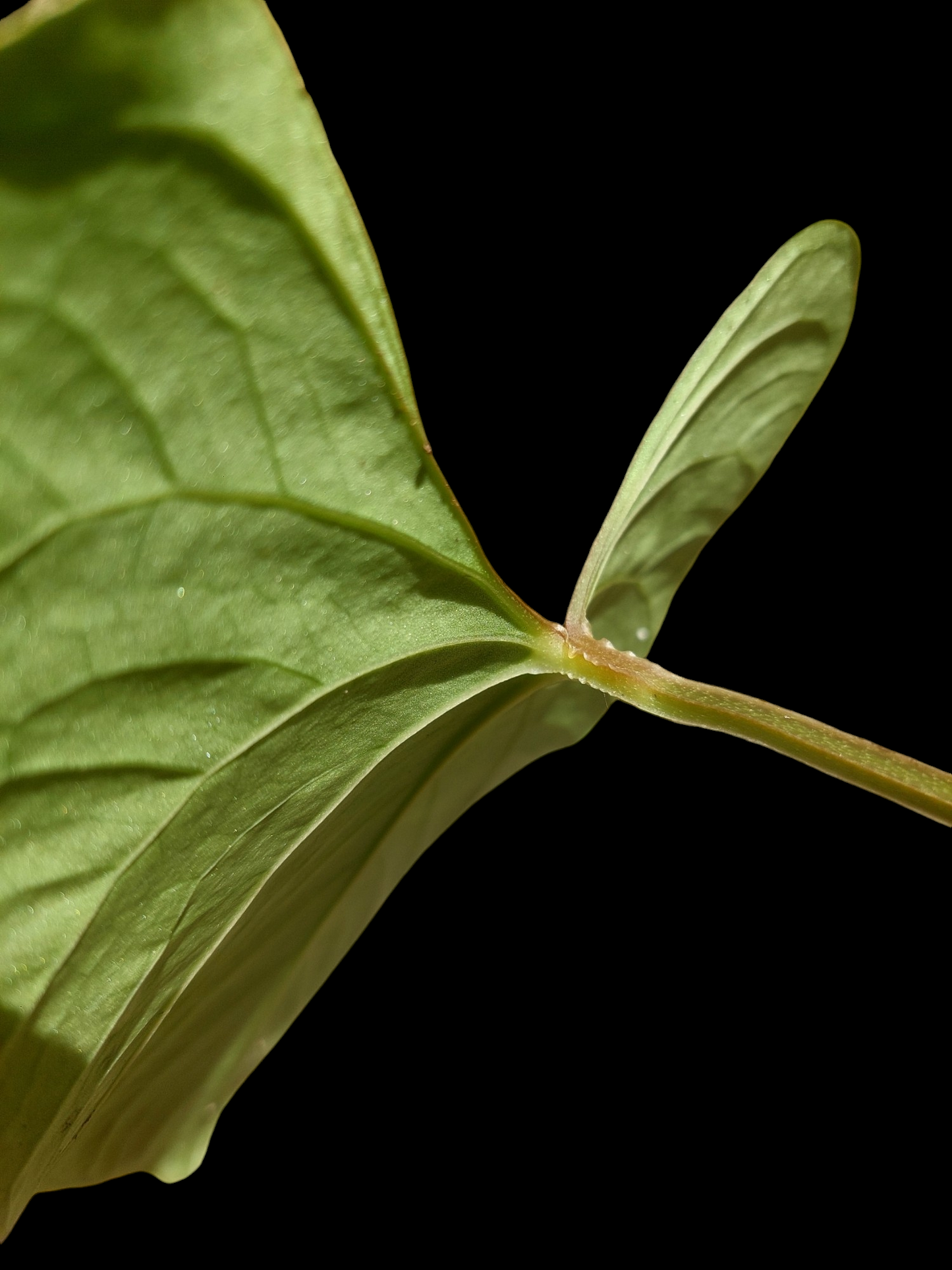 Anthurium sp. 'Huanuco Velvet' Wild Ecotype (EXACT PLANT)