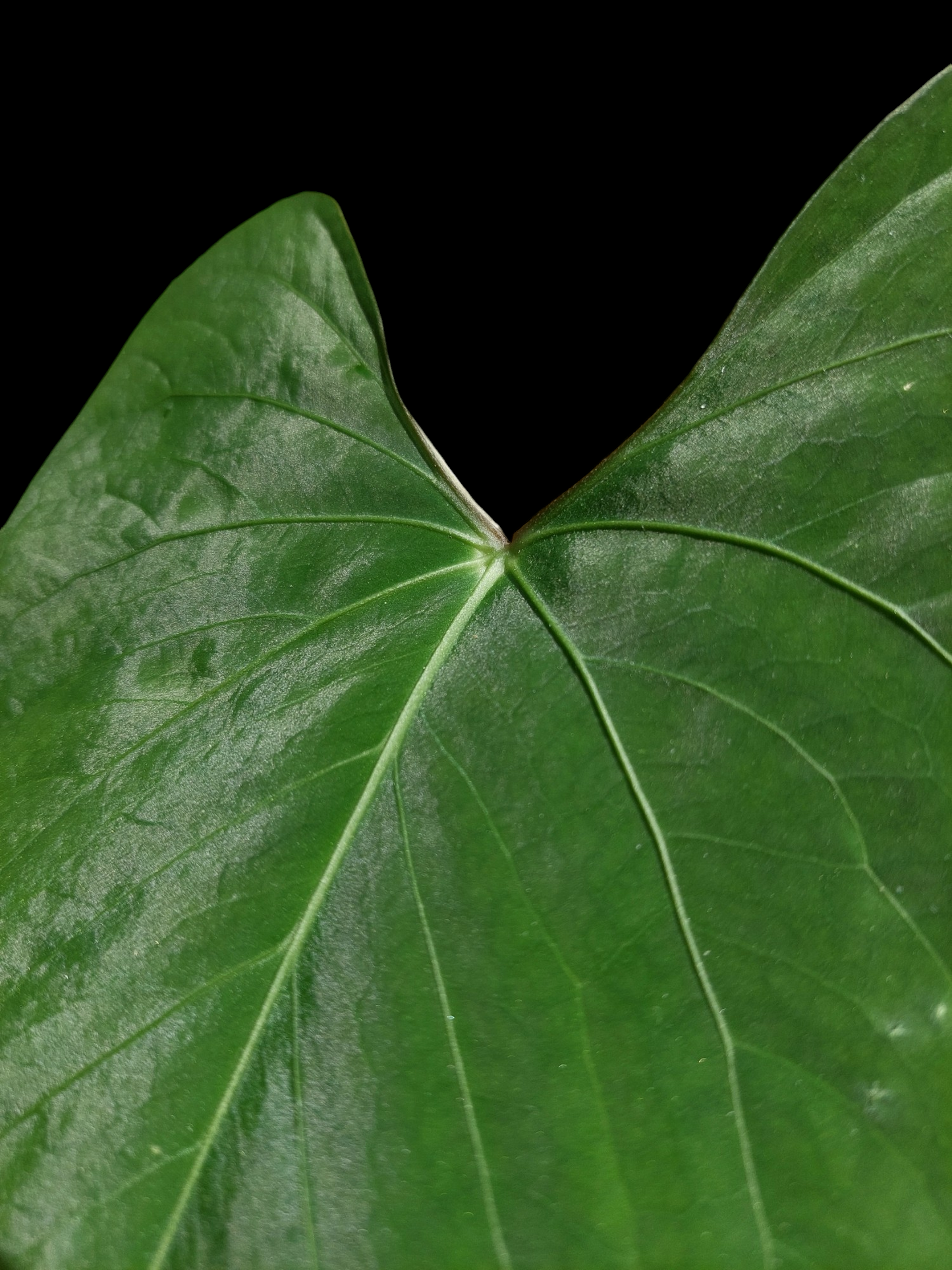 Anthurium sp. 'Huanuco Velvet' Wild Ecotype (EXACT PLANT)