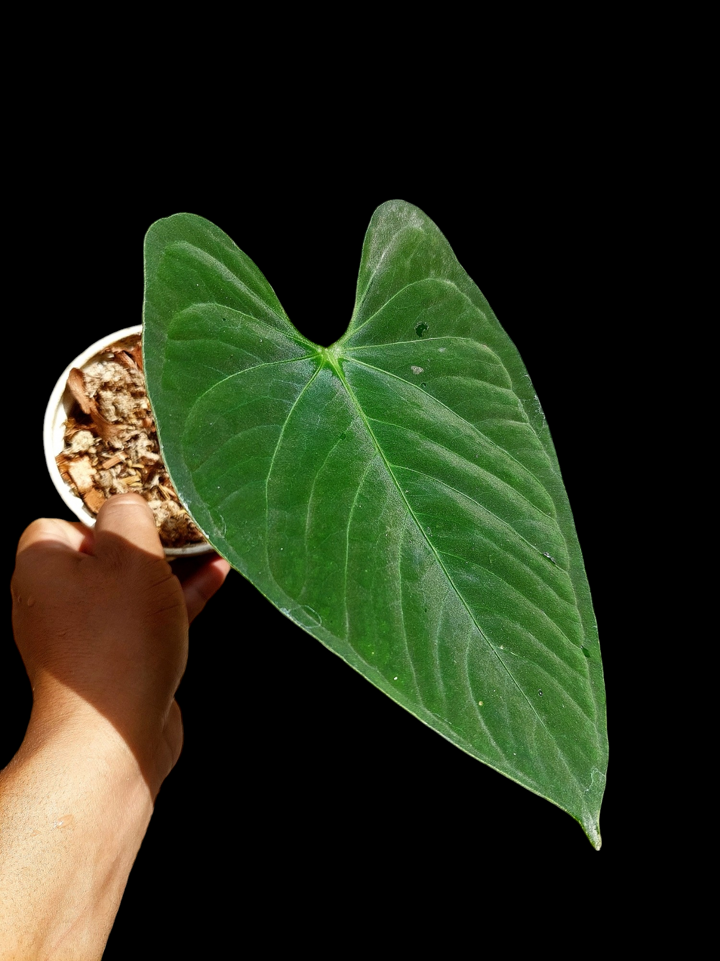 Anthurium sp. "Tarapoto Velvet" Wild Ecotype 1 Leaf (EXACT PLANT)