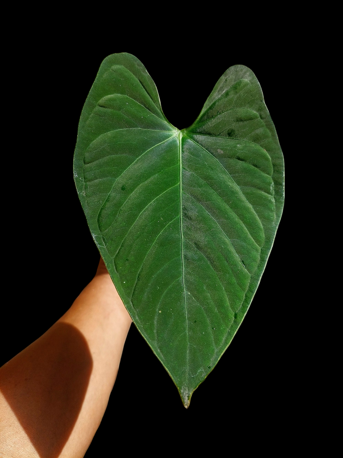 Anthurium sp. "Tarapoto Velvet" Wild Ecotype 1 Leaf (EXACT PLANT)