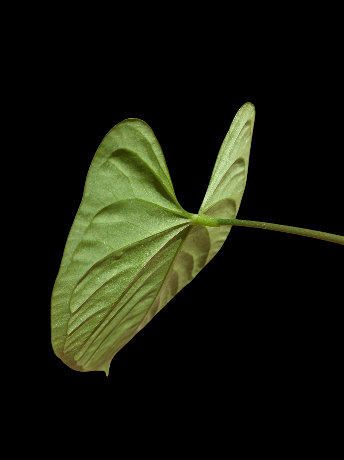 Anthurium sp. "Tarapoto Velvet" Wild Ecotype 1 Leaf (EXACT PLANT)