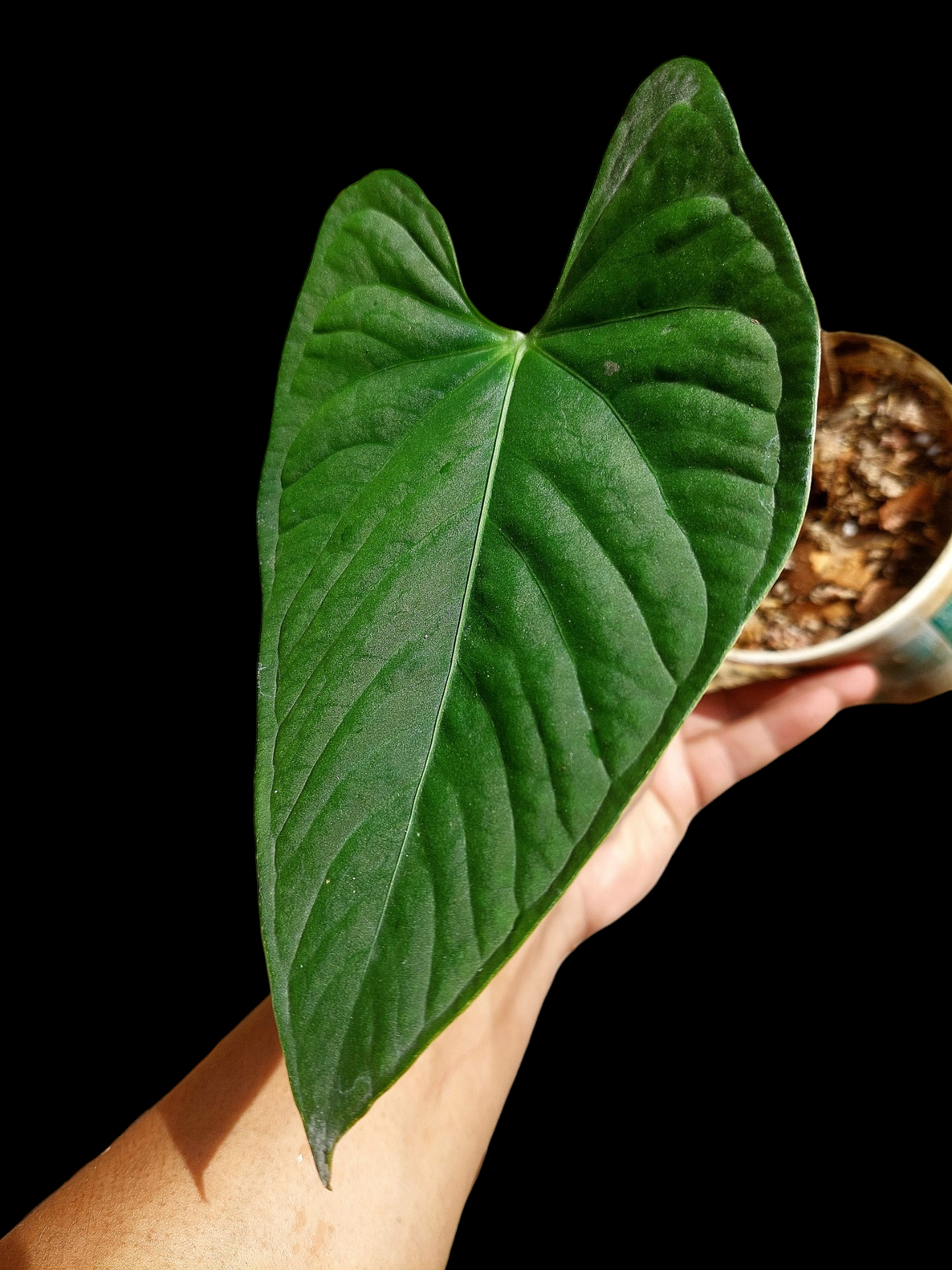 Anthurium sp. "Tarapoto Velvet" Wild Ecotype 1 Leaf (EXACT PLANT)