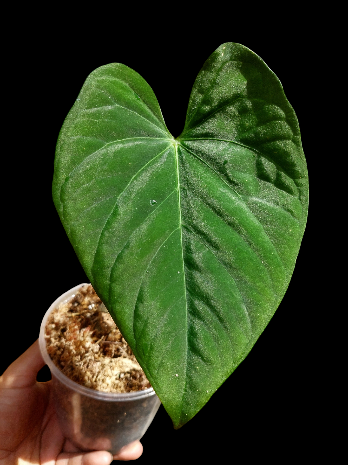 Anthurium sp. "Tarapoto Velvet" Wild Ecotype Round Form (EXACT PLANT)