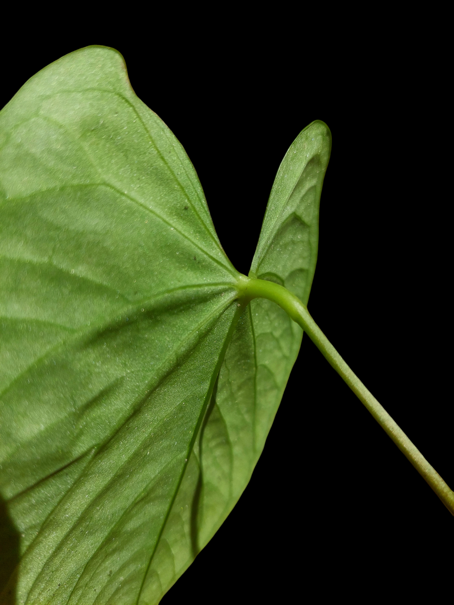 Anthurium sp. "Tarapoto Velvet" Wild Ecotype Round Form (EXACT PLANT)