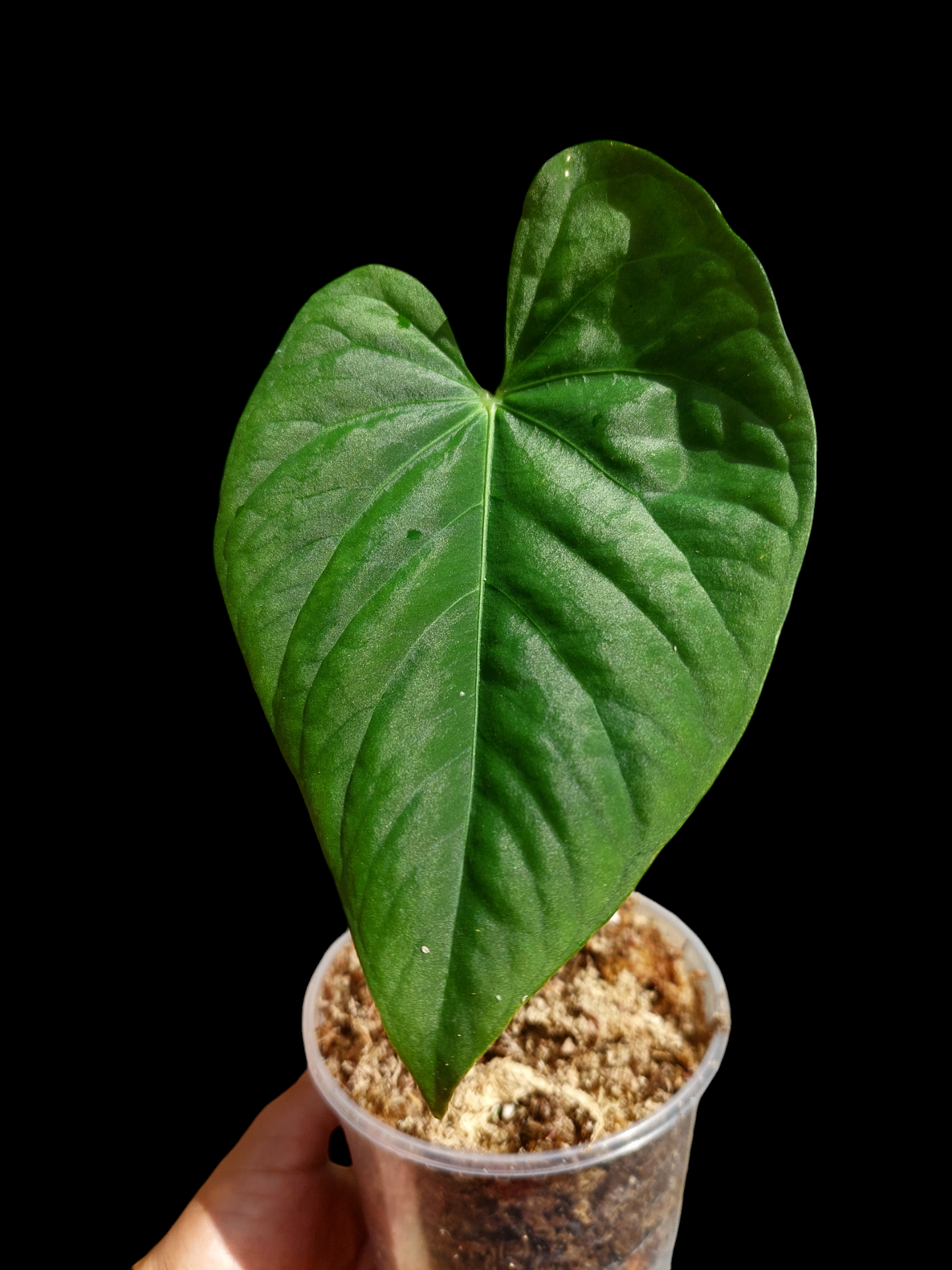 Anthurium sp. "Tarapoto Velvet" Wild Ecotype Round Form (EXACT PLANT)