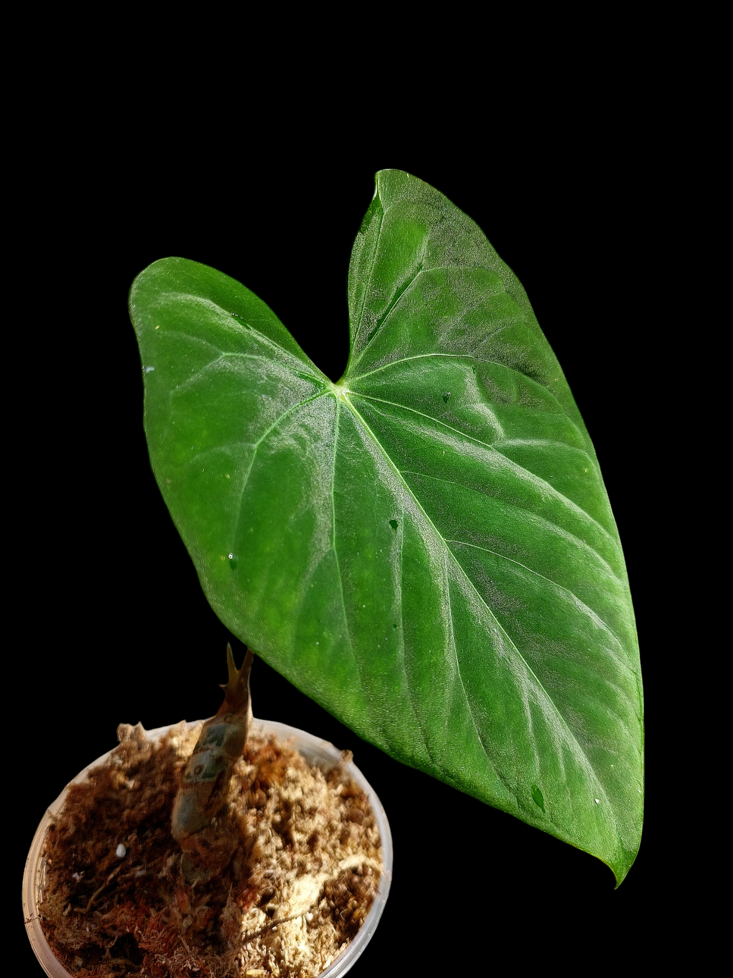 Anthurium sp. "Tarapoto Velvet" Wild Ecotype Round Form (EXACT PLANT)