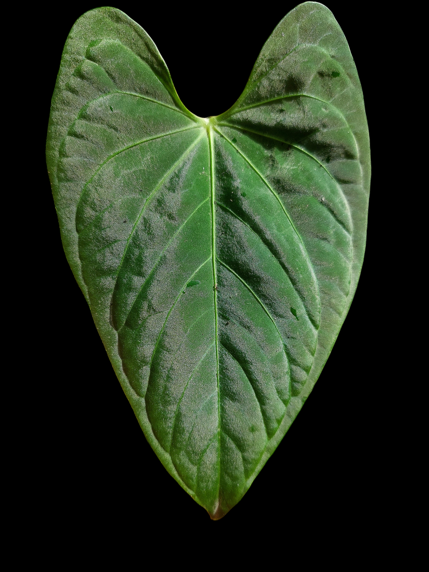 Anthurium sp. "Tarapoto Velvet" Wild Ecotype Small Size (EXACT PLANT)