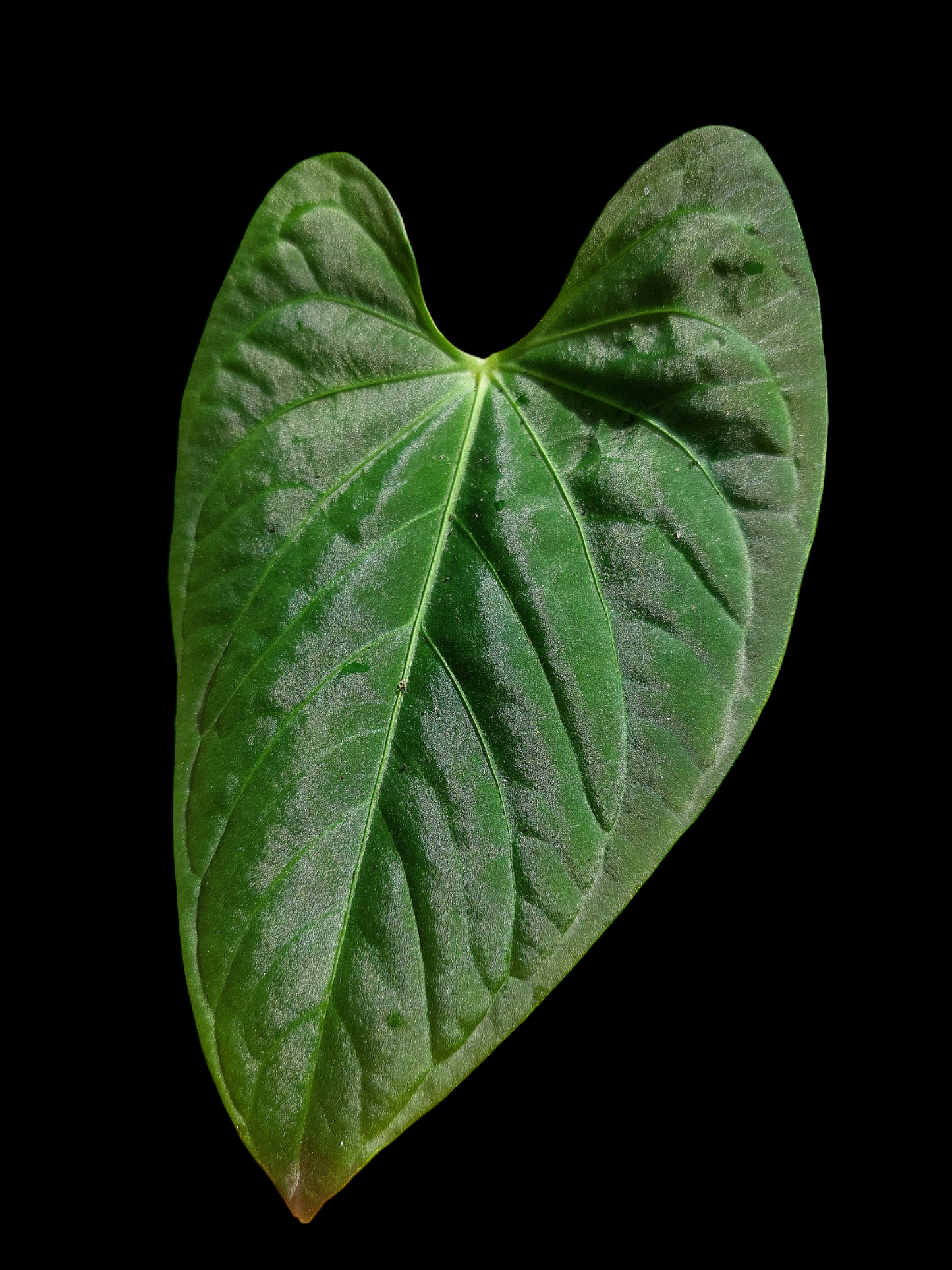 Anthurium sp. "Tarapoto Velvet" Wild Ecotype Small Size (EXACT PLANT)