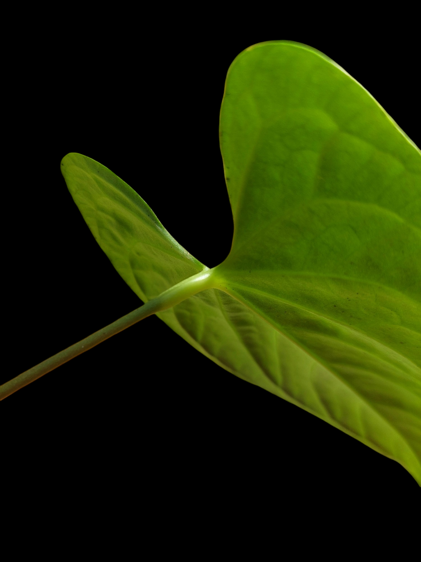 Anthurium sp. "Tarapoto Velvet" Wild Ecotype Small Size (EXACT PLANT)