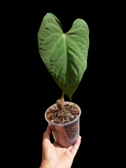 Anthurium sp. 'HuanuCense Velvet' Wild Ecotype LARGE PLANT (EXACT PLANT)