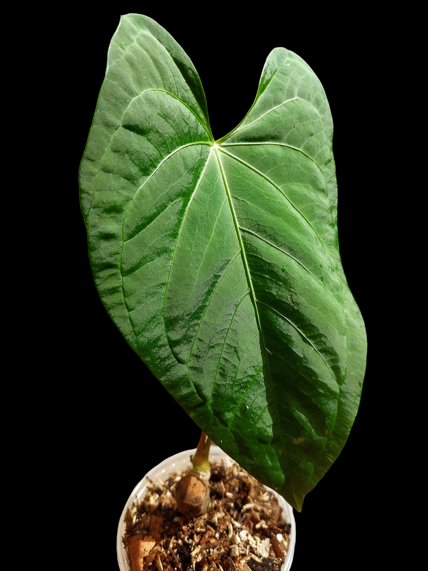 Anthurium sp. 'HuanuCense Velvet' Wild Ecotype LARGE PLANT (EXACT PLANT)