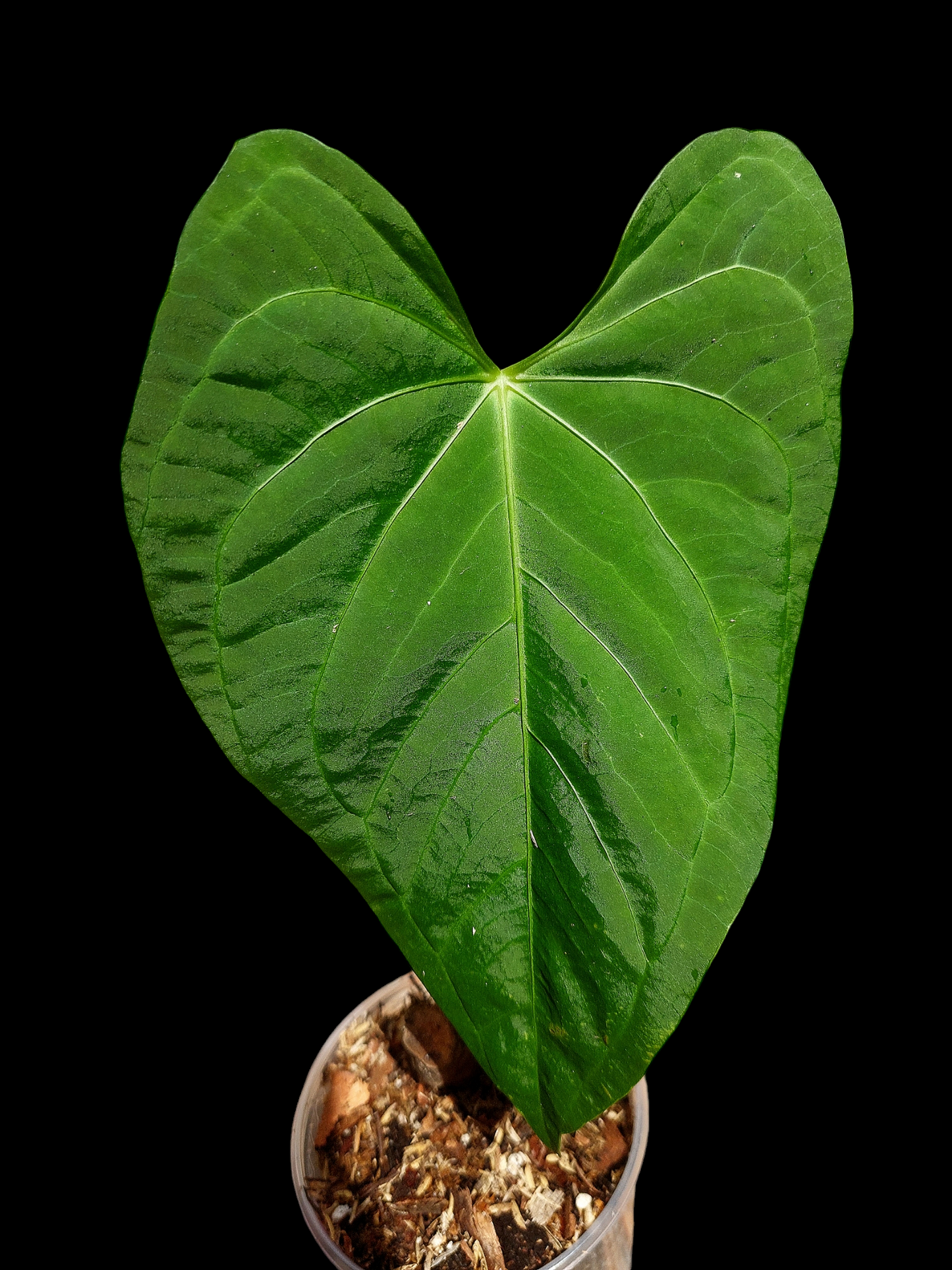 Anthurium sp. 'HuanuCense Velvet' Wild Ecotype LARGE PLANT (EXACT PLANT)