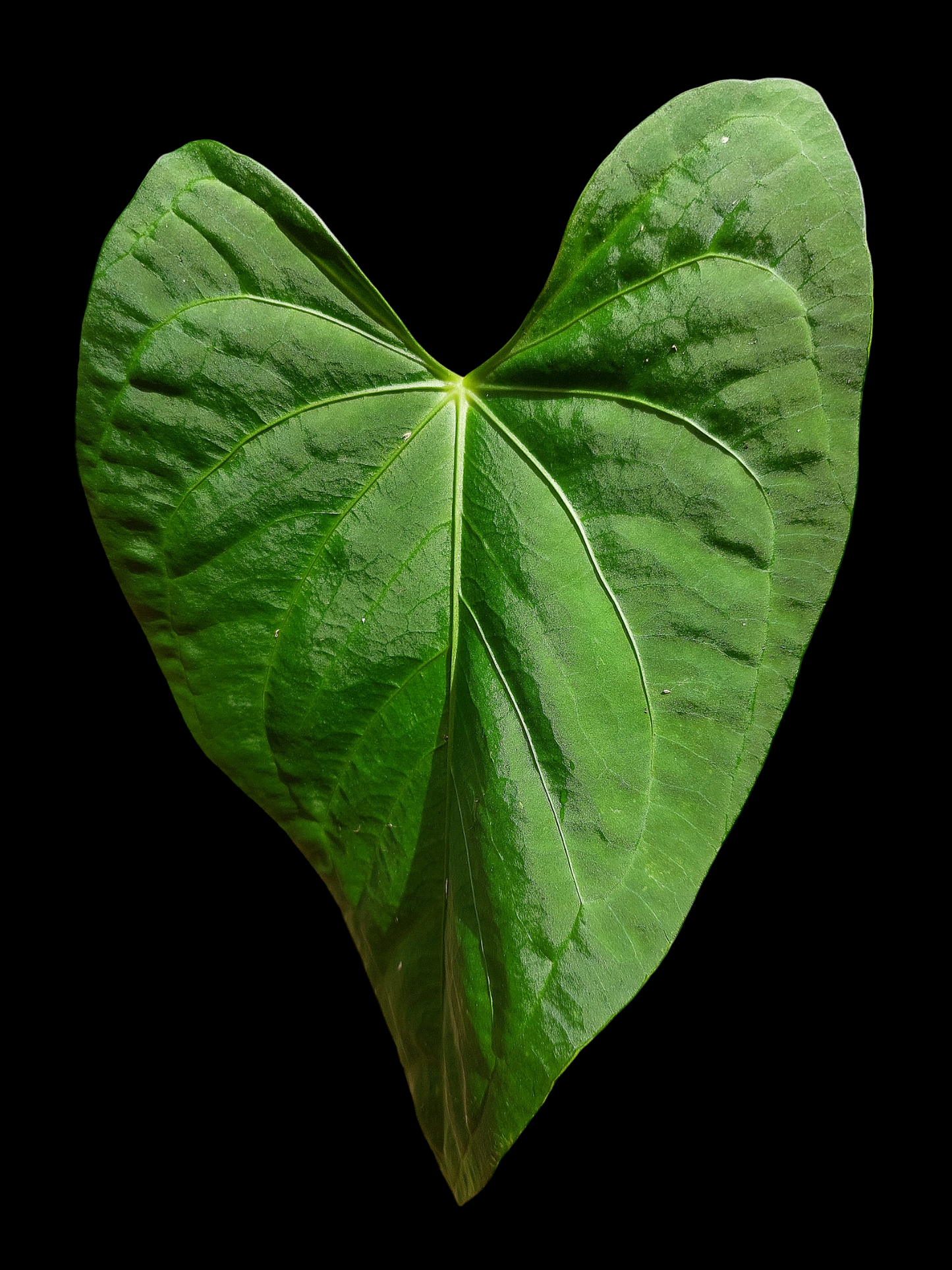 Anthurium sp. 'HuanuCense Velvet' Wild Ecotype LARGE PLANT (EXACT PLANT)