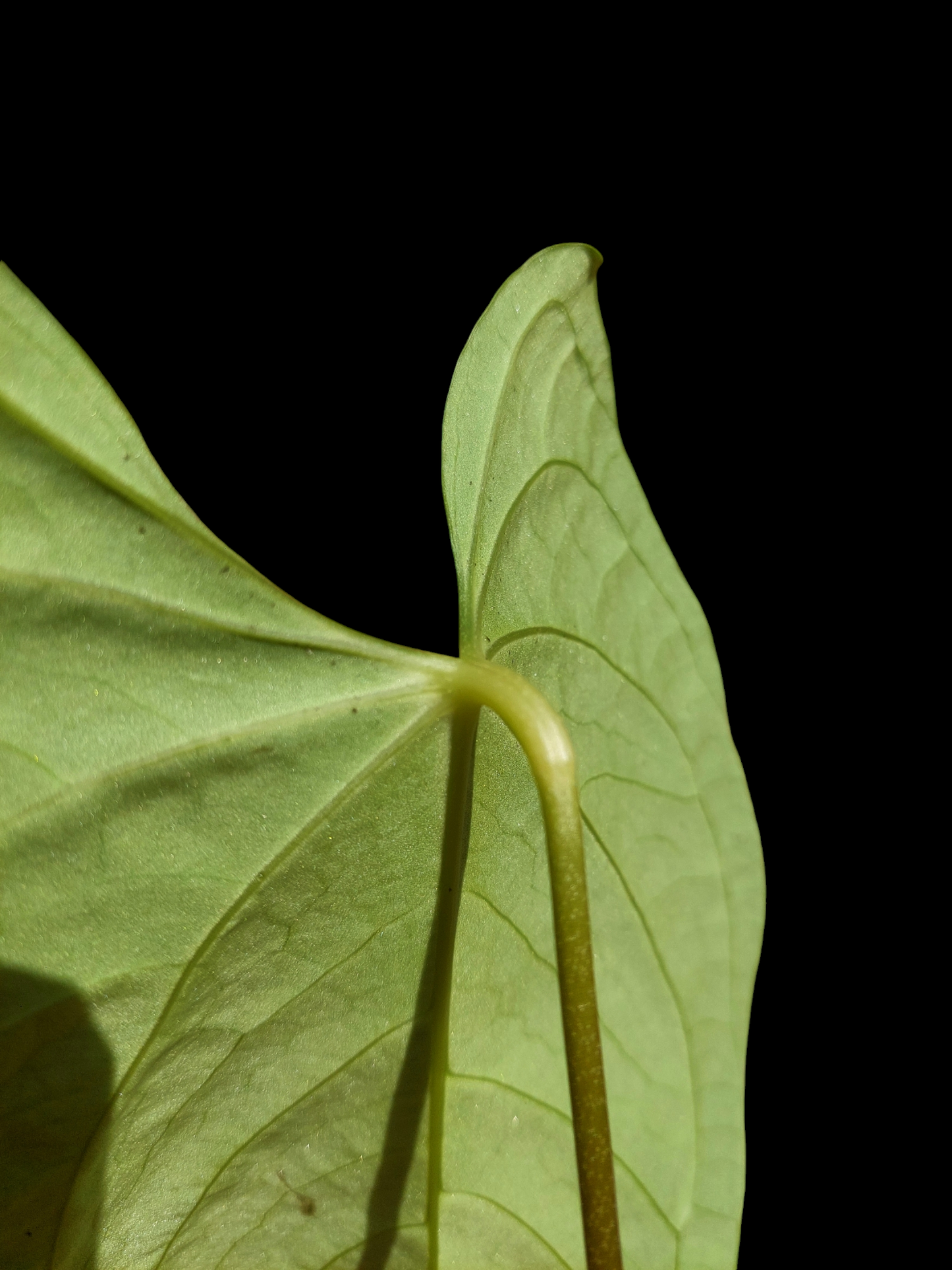 Anthurium sp. 'HuanuCense Velvet' Wild Ecotype LARGE PLANT (EXACT PLANT)