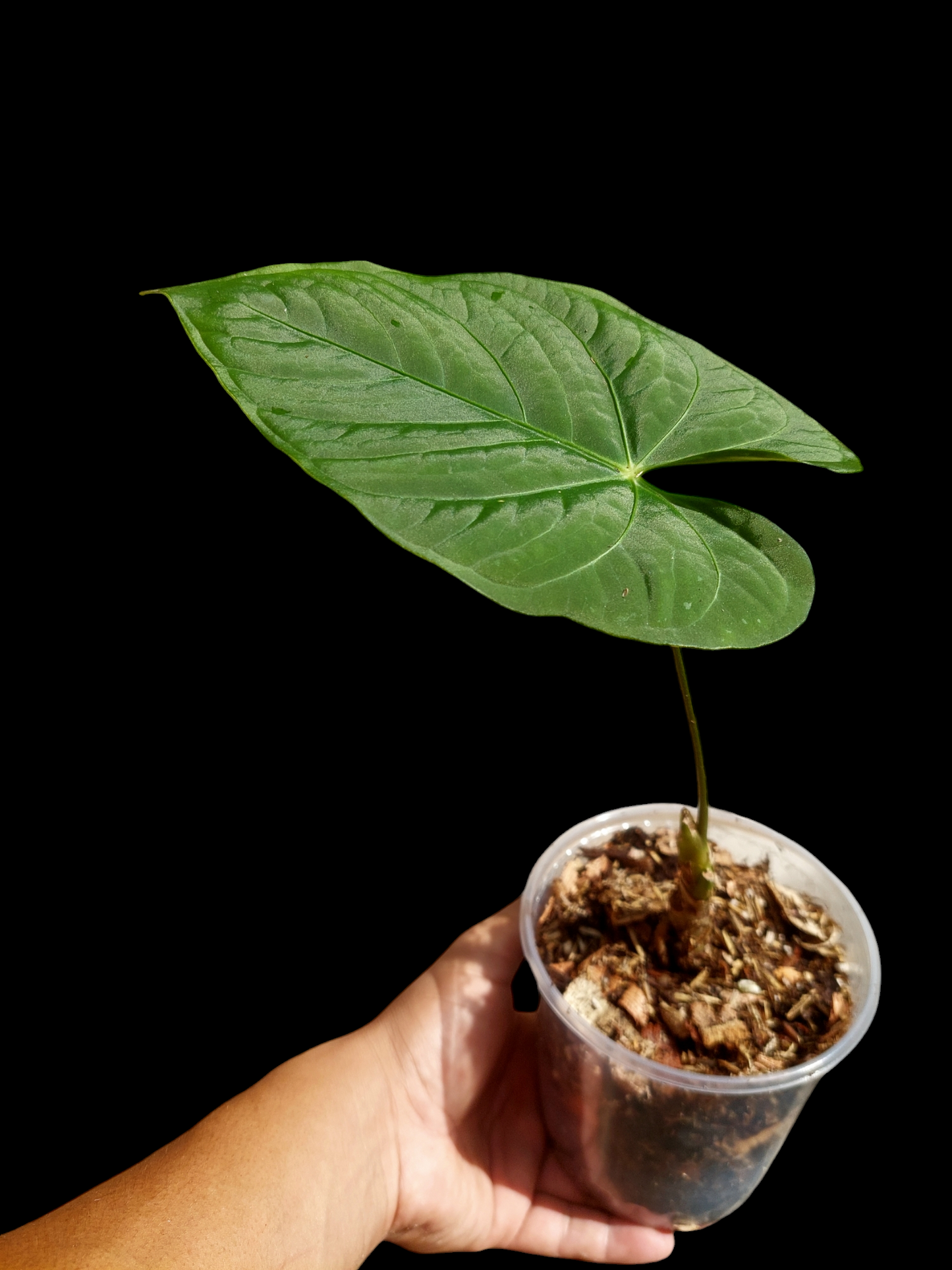 Anthurium sp. "Tarapoto Velvet" Wild Ecotype (EXACT PLANT)