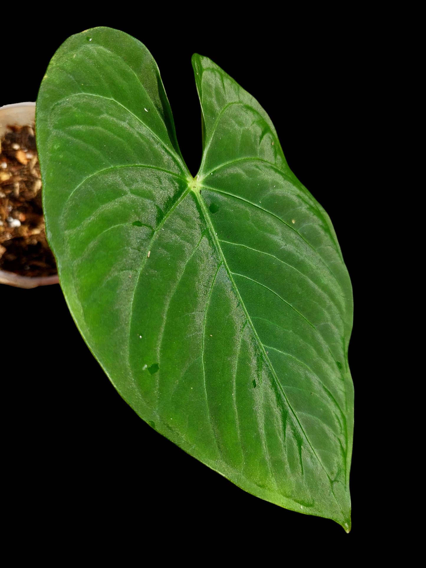 Anthurium sp. "Tarapoto Velvet" Wild Ecotype (EXACT PLANT)