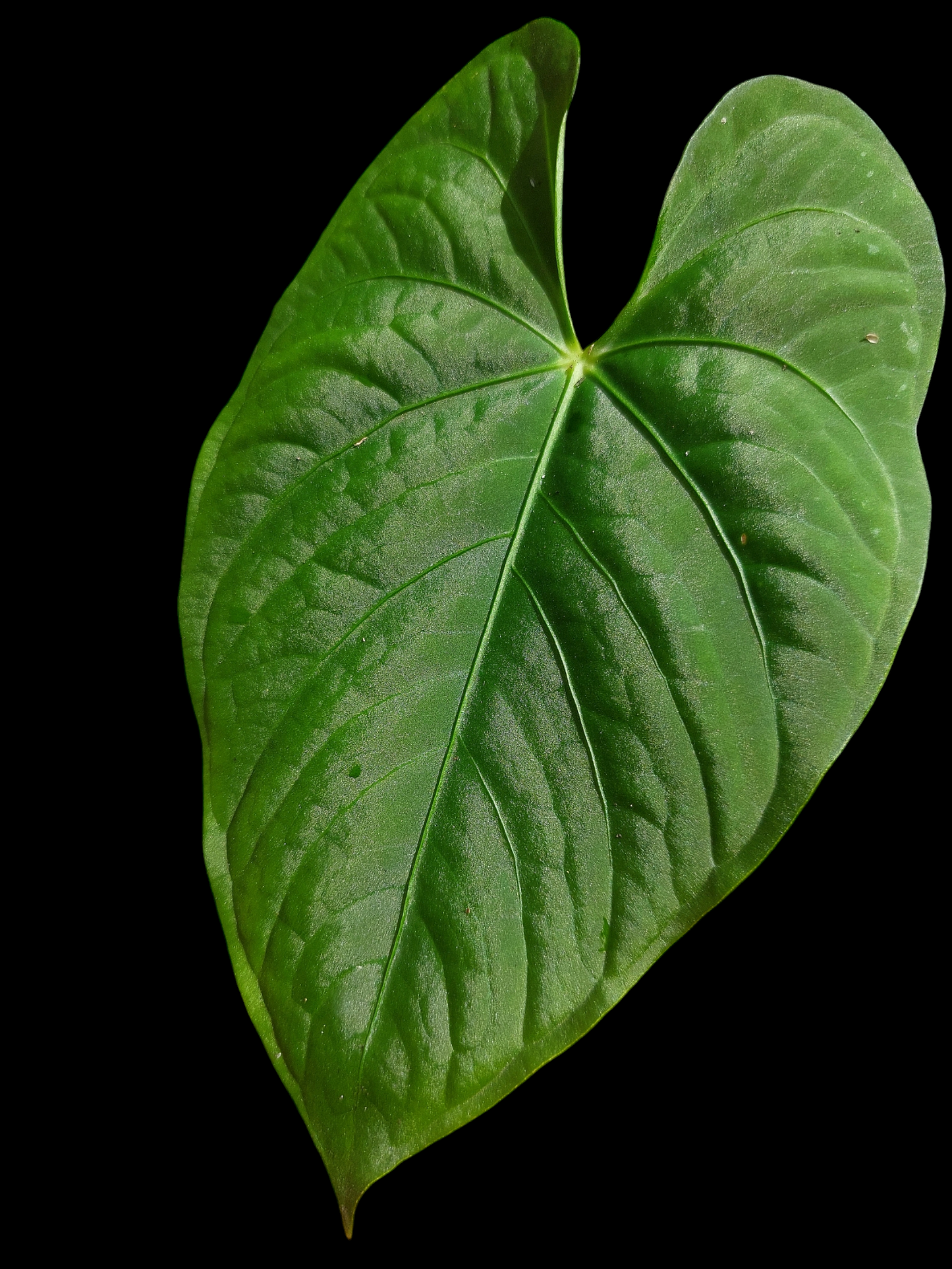 Anthurium sp. "Tarapoto Velvet" Wild Ecotype (EXACT PLANT)