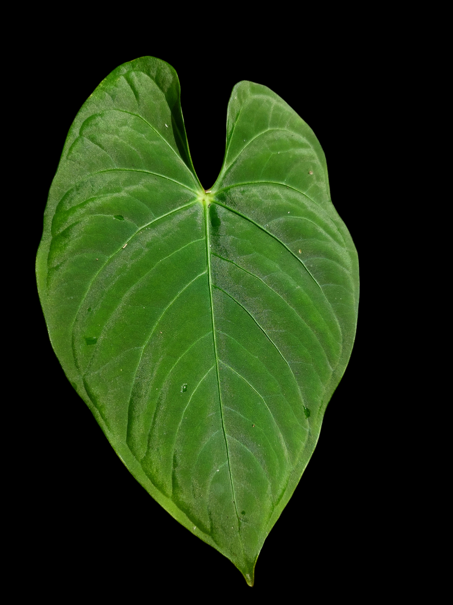 Anthurium sp. "Tarapoto Velvet" Wild Ecotype (EXACT PLANT)