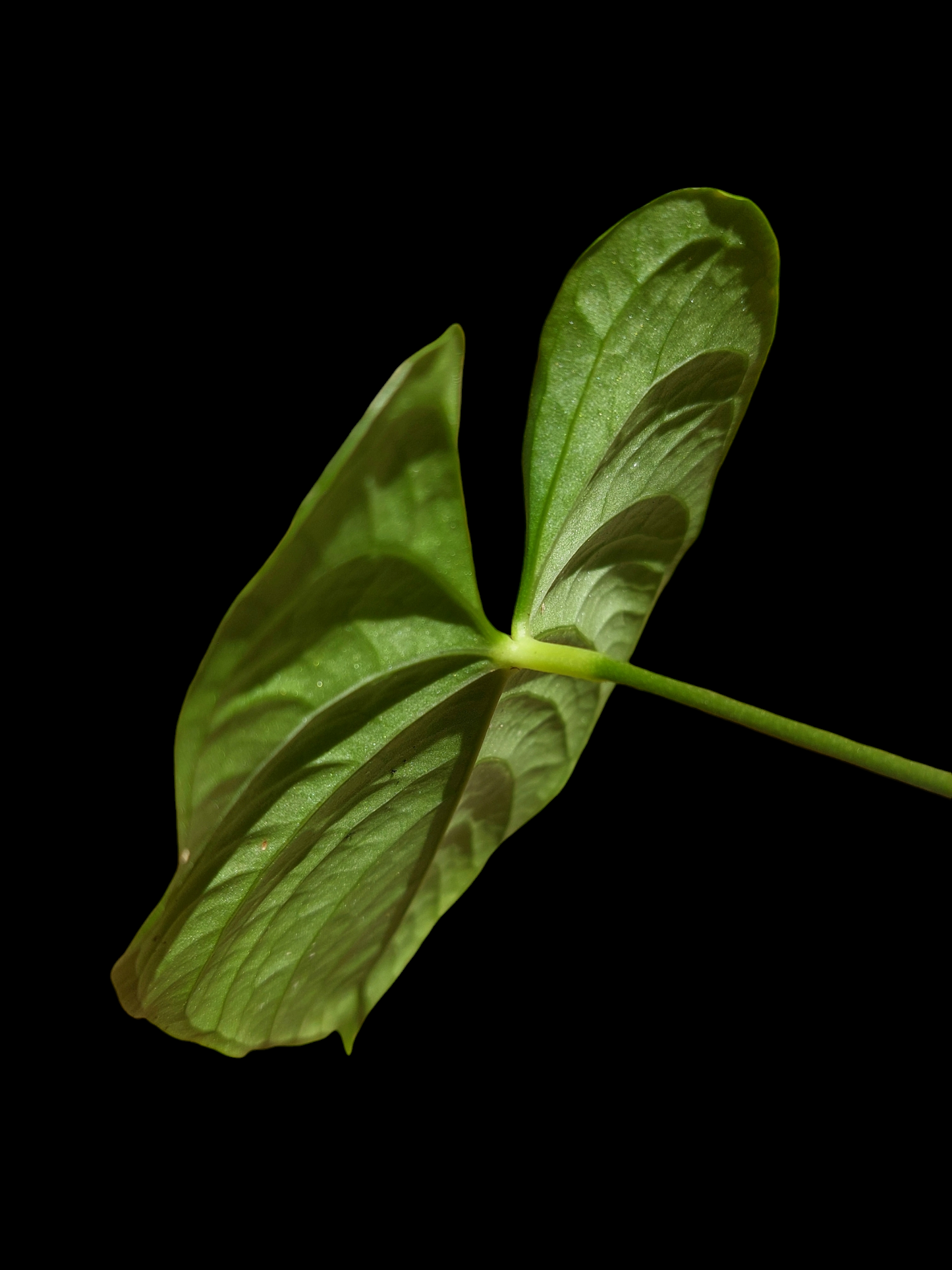 Anthurium sp. "Tarapoto Velvet" Wild Ecotype (EXACT PLANT)