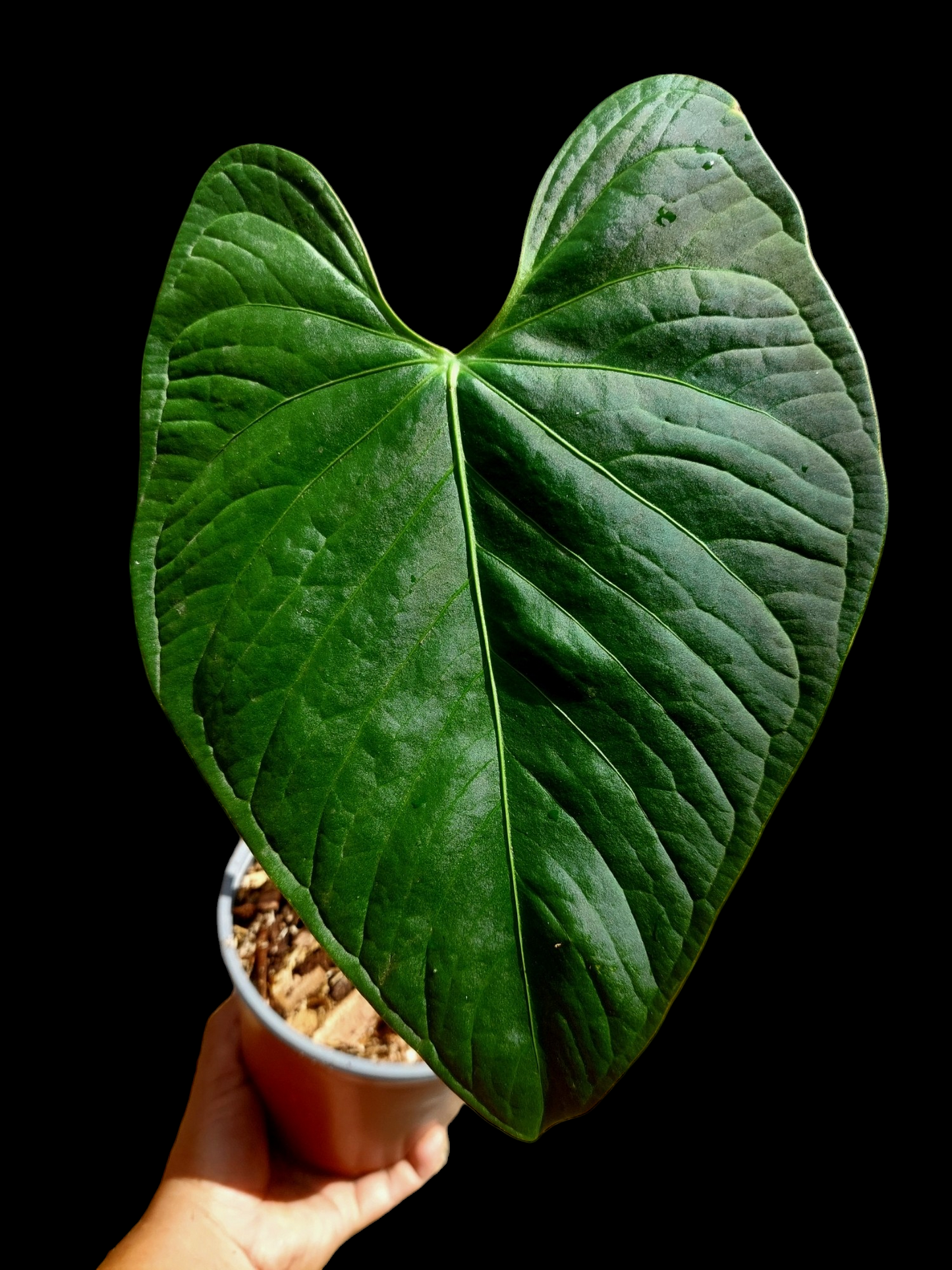 Anthurium sp. 'HuanuQuense Velvet' Wild Ecotype LARGE PLANT (EXACT PLANT)