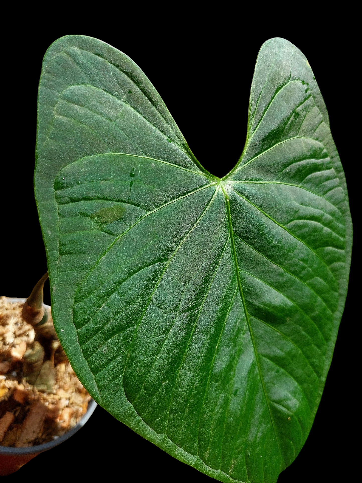 Anthurium sp. 'HuanuQuense Velvet' Wild Ecotype LARGE PLANT (EXACT PLANT)