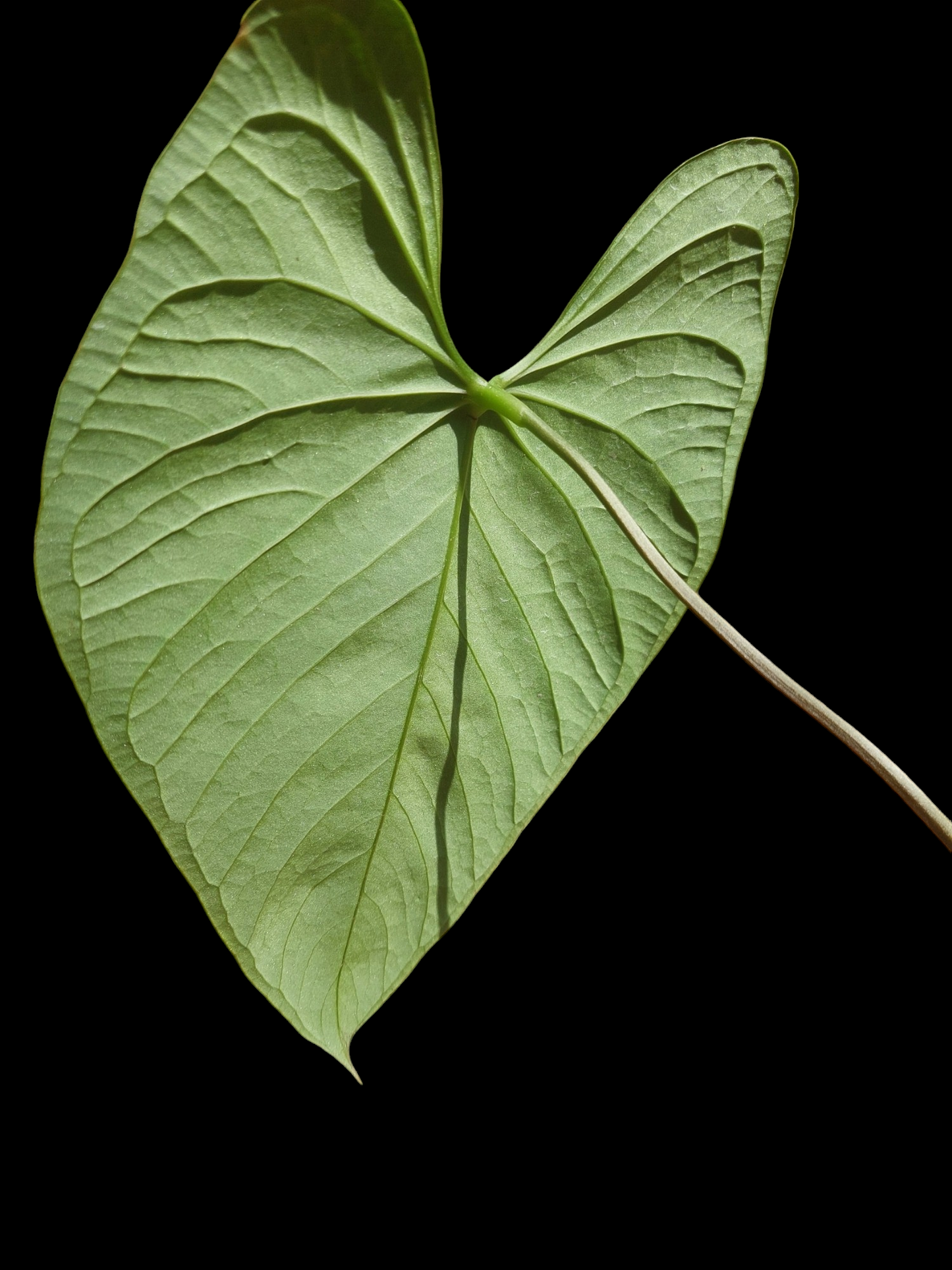 Anthurium sp. 'HuanuQuense Velvet' Wild Ecotype LARGE PLANT (EXACT PLANT)