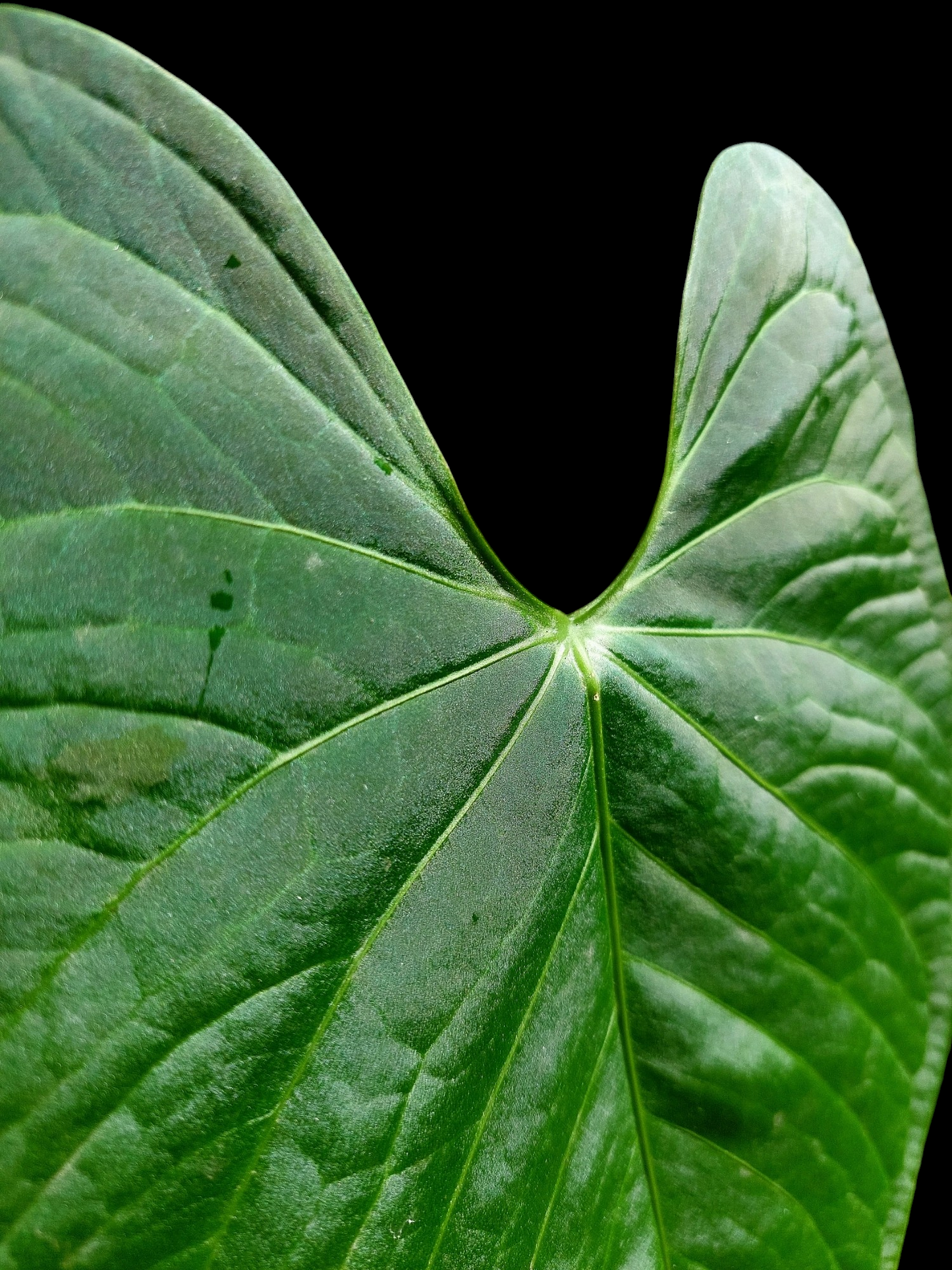 Anthurium sp. 'HuanuQuense Velvet' Wild Ecotype LARGE PLANT (EXACT PLANT)