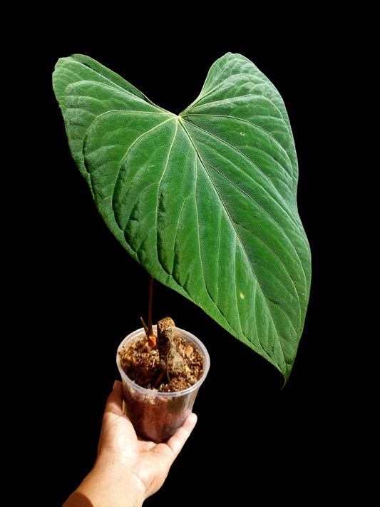 Anthurium sp. 'HuanuCense Velvet' Wild Ecotype BIG PLANT (EXACT PLANT)