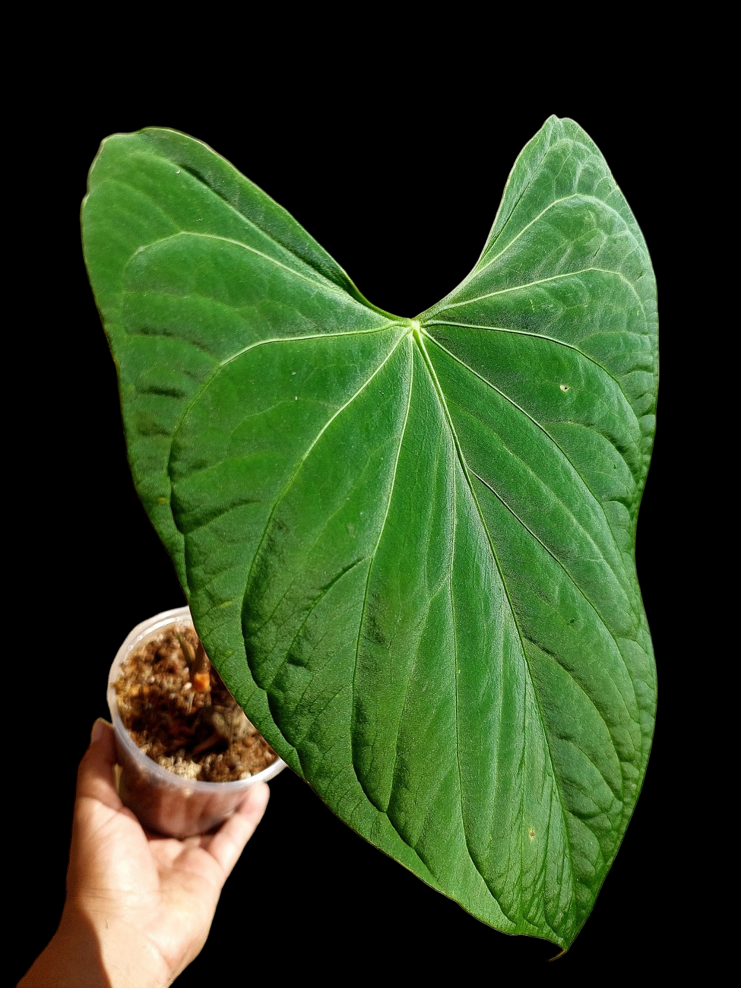 Anthurium sp. 'HuanuCense Velvet' Wild Ecotype BIG PLANT (EXACT PLANT)