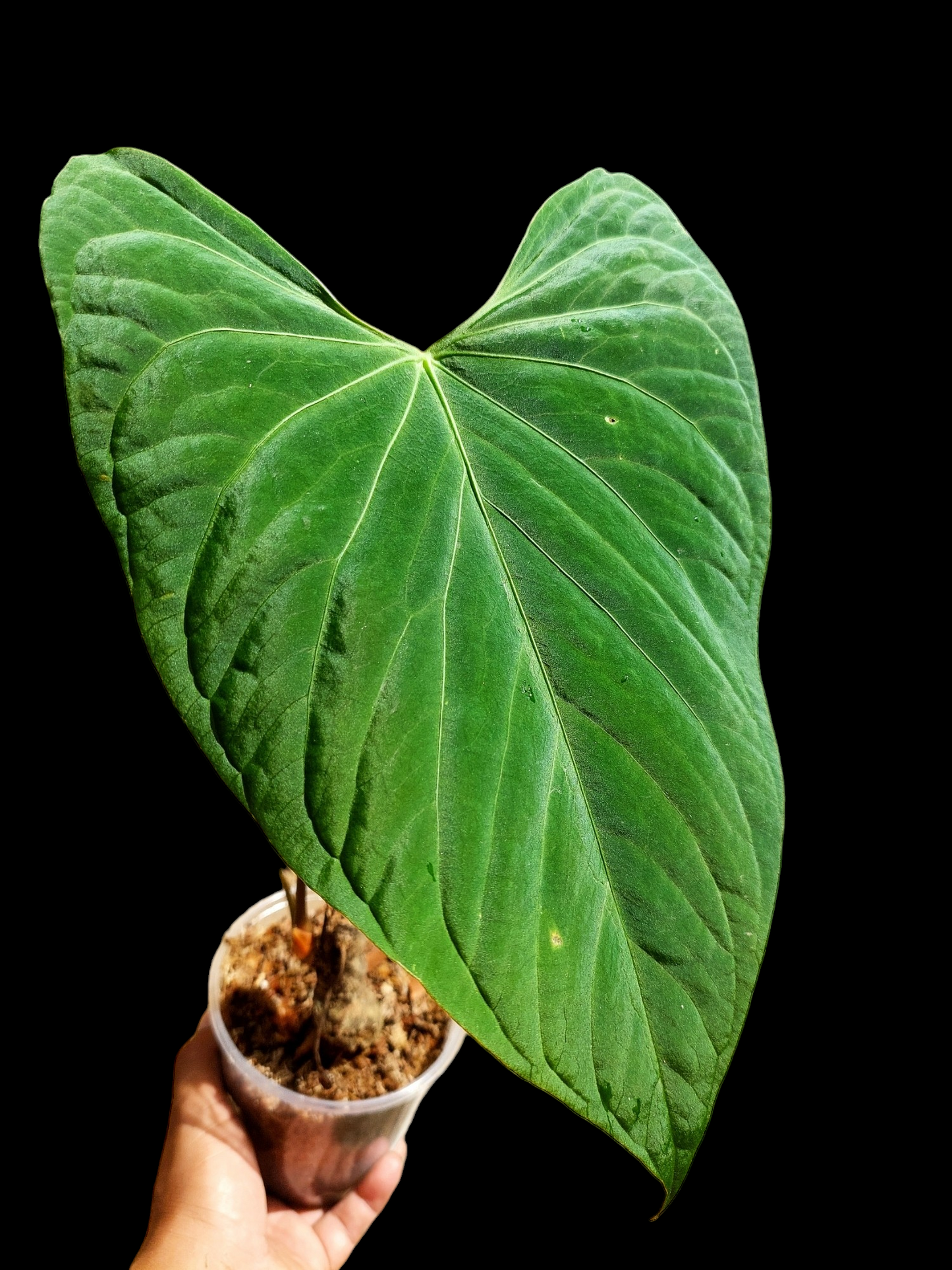 Anthurium sp. 'HuanuCense Velvet' Wild Ecotype BIG PLANT (EXACT PLANT)