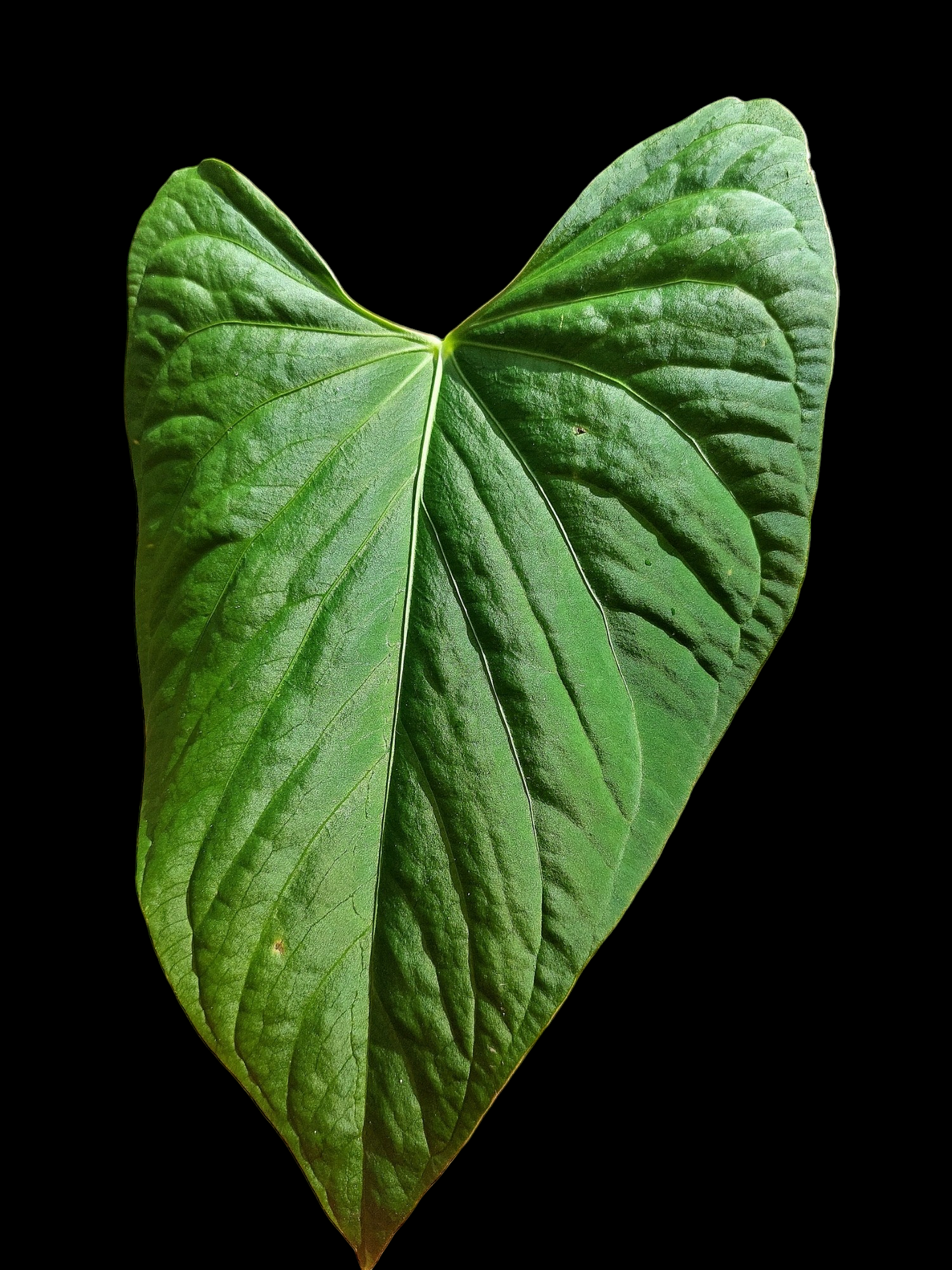 Anthurium sp. 'HuanuCense Velvet' Wild Ecotype BIG PLANT (EXACT PLANT)