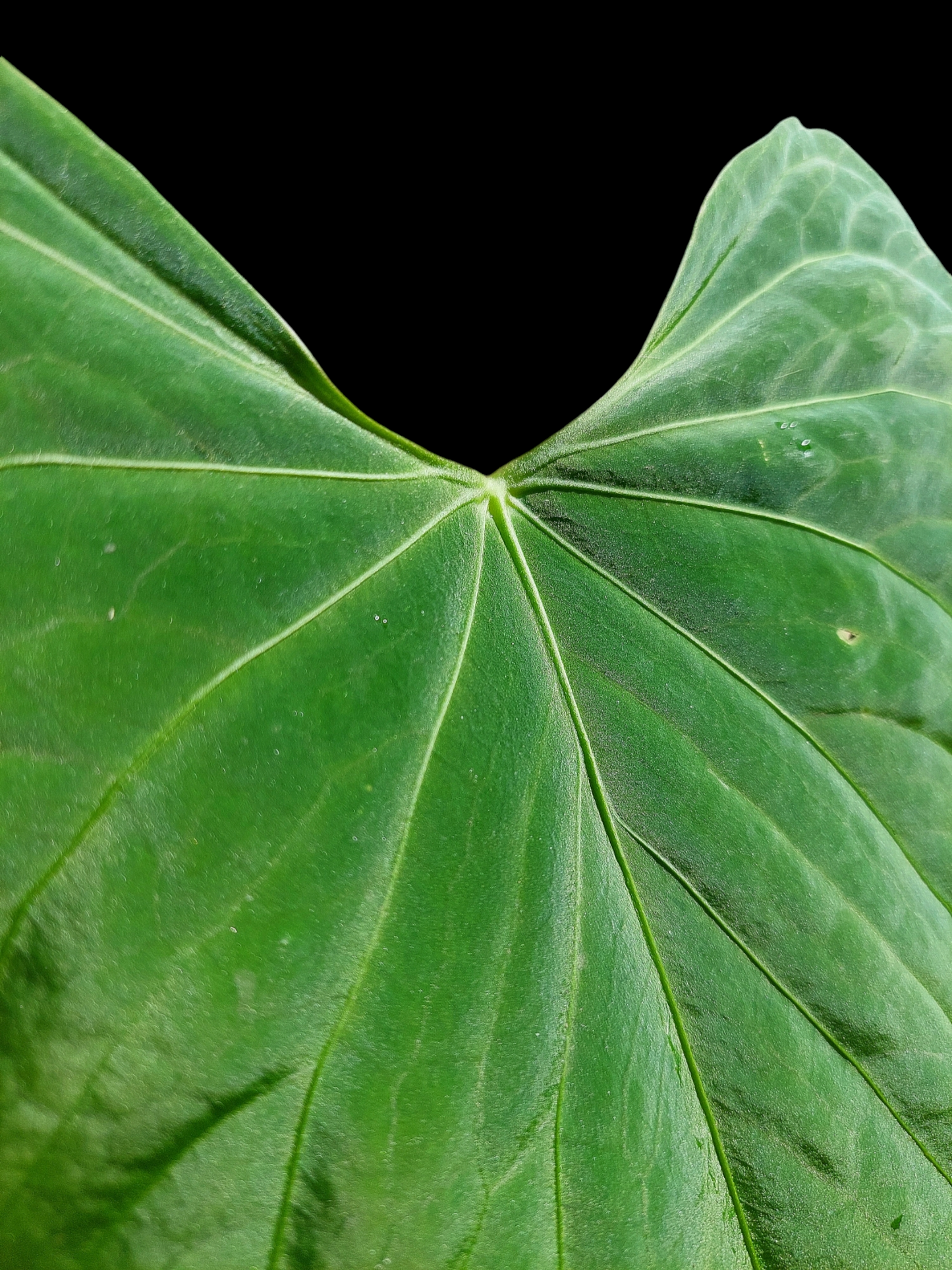 Anthurium sp. 'HuanuCense Velvet' Wild Ecotype BIG PLANT (EXACT PLANT)