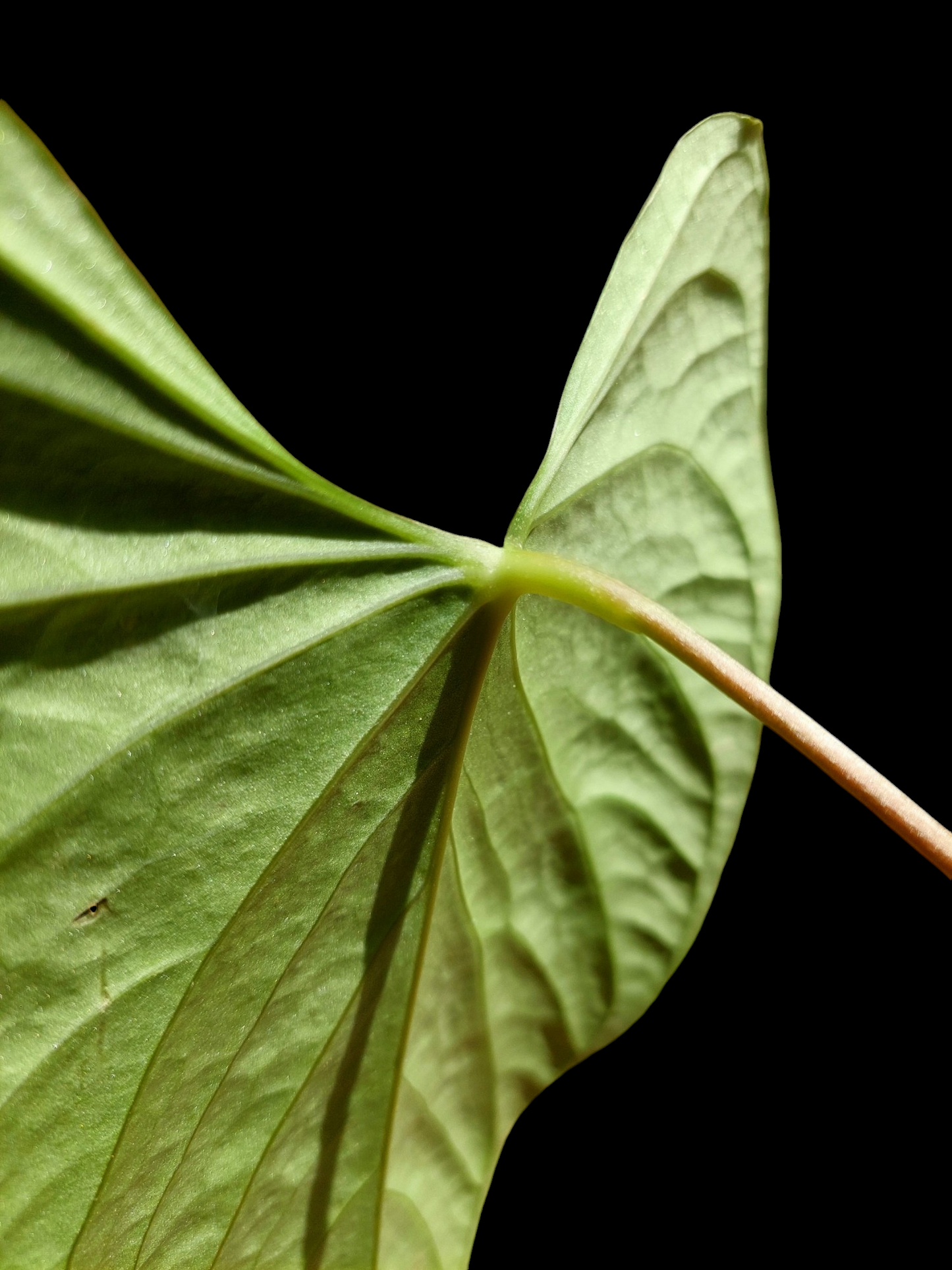 Anthurium sp. 'HuanuCense Velvet' Wild Ecotype BIG PLANT (EXACT PLANT)